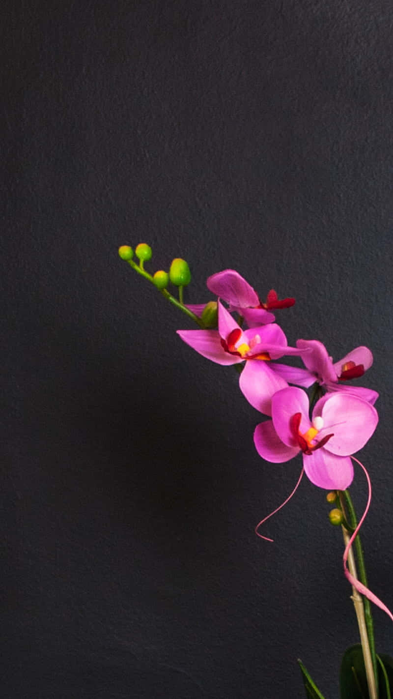 Black And Pink Flower 桌布 壁紙 — 一朵鮮豔的粉紅色蘭花在深色紋理木炭背景上優雅綻放。
