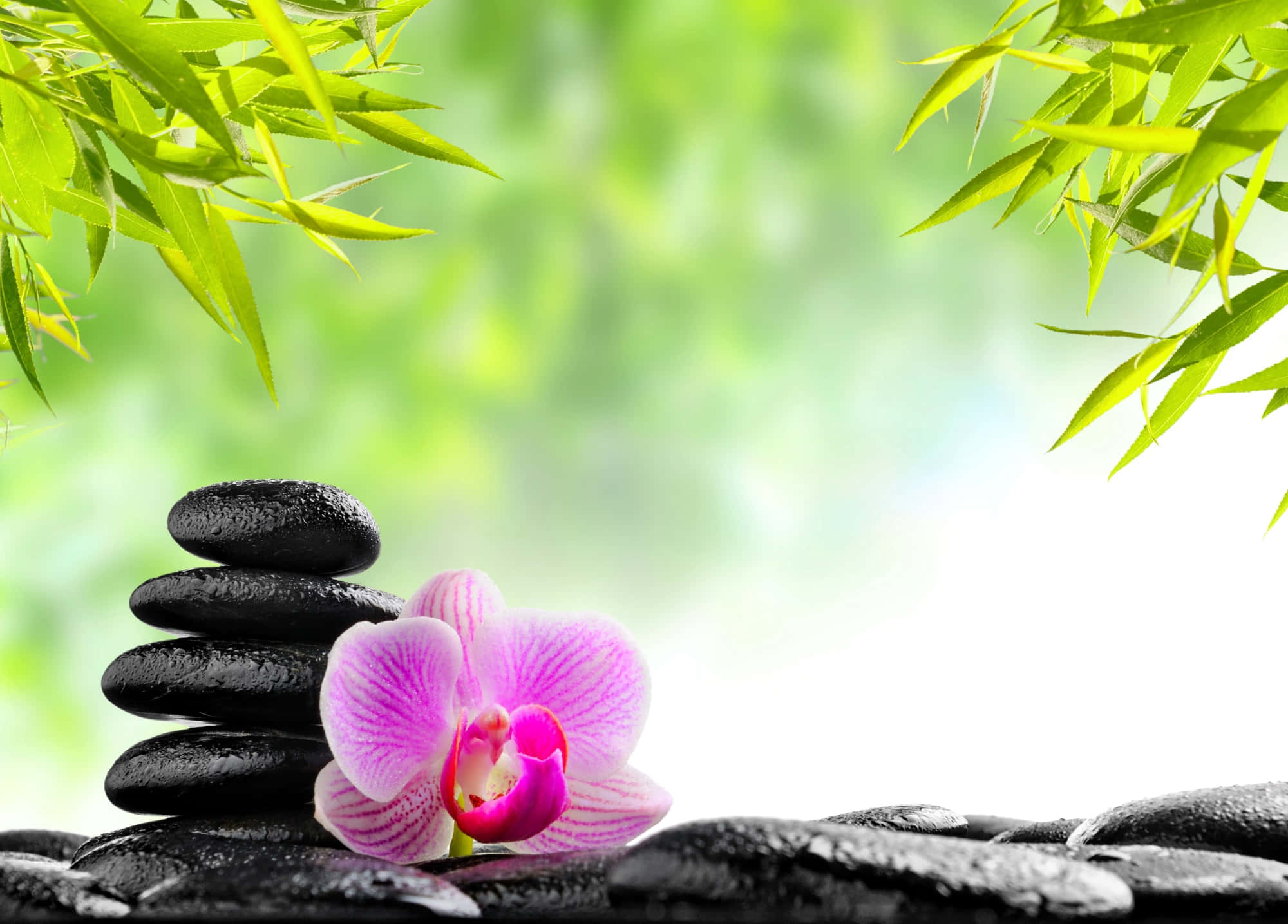 禪 桌布 壁紙 — 一朵鮮豔的粉紅色蘭花放在一堆光滑的黑色石頭旁邊，周圍環繞著茂密的綠色竹葉。