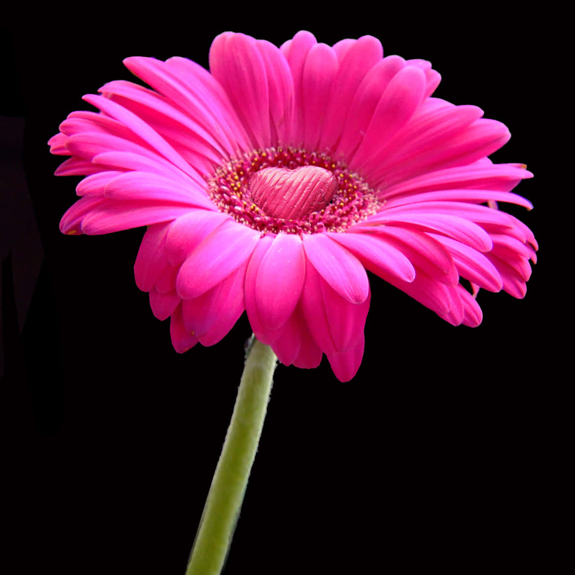 Daisy Flower 桌布 壁紙 — 一朵鮮豔的粉紅色非洲菊雛菊，帶有心形花心，在純黑背景下盛開。
