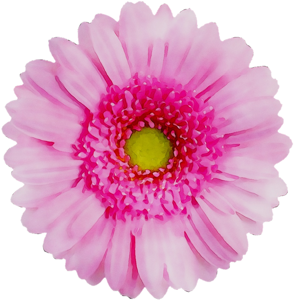 菊花 桌布 壁紙 — 一朵鮮豔的粉紅色非洲菊雛菊，帶有黃色花心，在純黑色背景上綻放。