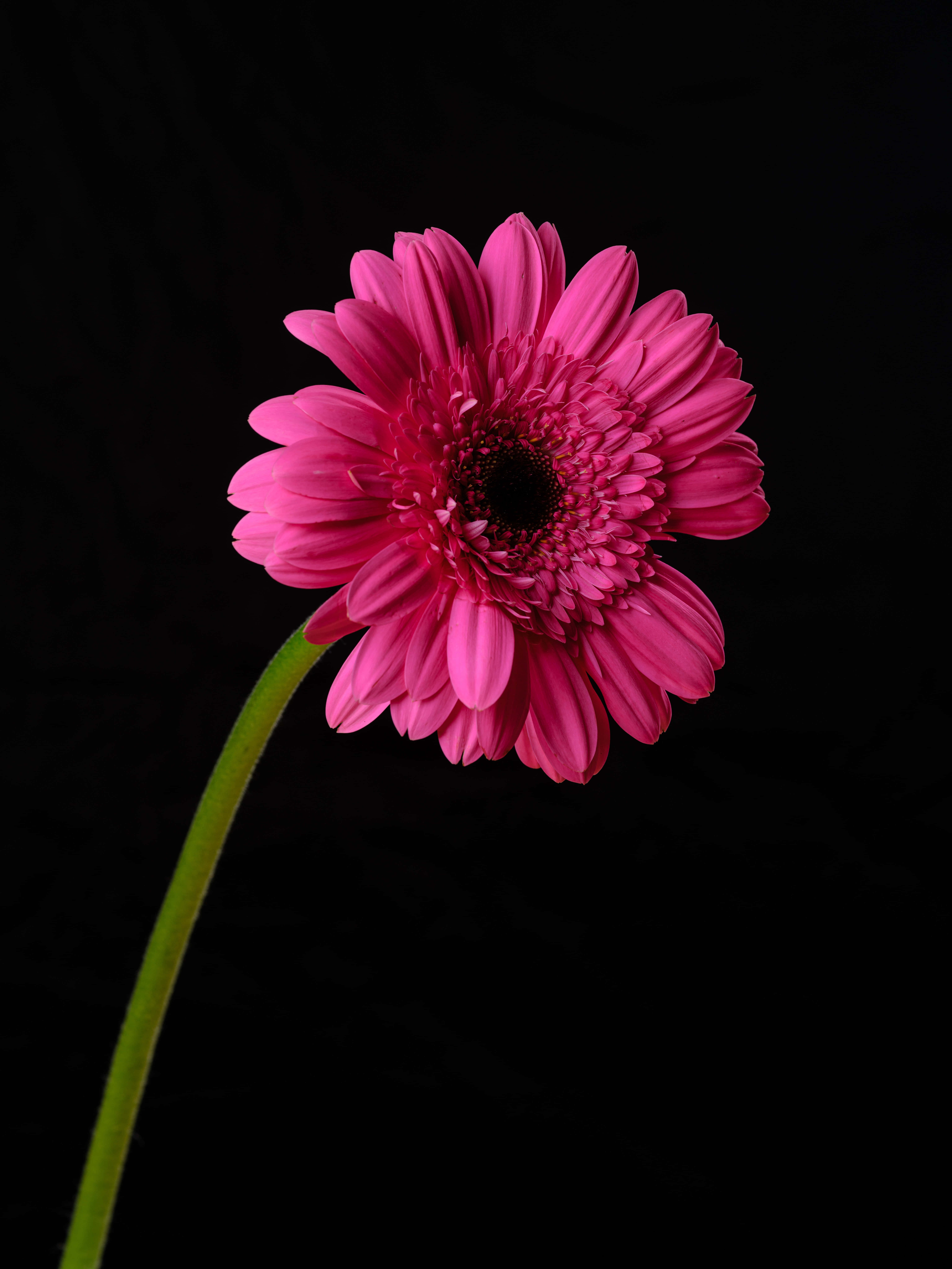 Black And Pink iPhone 桌布 壁紙 — 一朵鮮豔的粉紅色非洲菊雛菊，帶有深色花心，在純黑色背景上綻放。