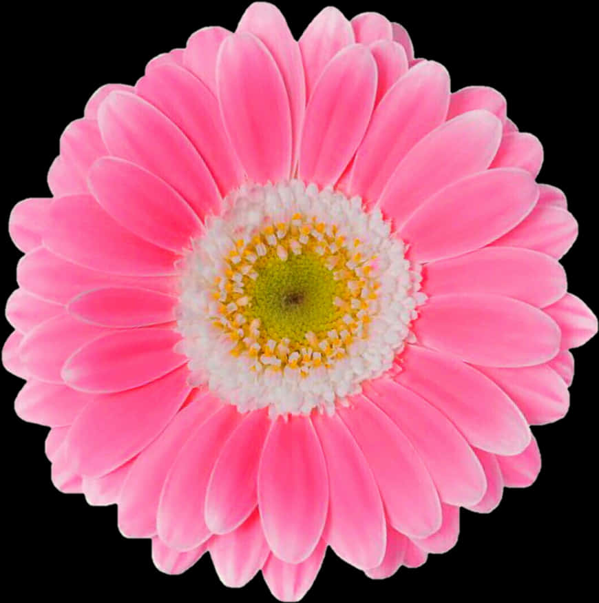 Pink Flower 桌布 壁紙 — 一朵鮮豔的粉紅色非洲菊雛菊，帶有白色和黃色的花心，在純黑色背景上盛開。