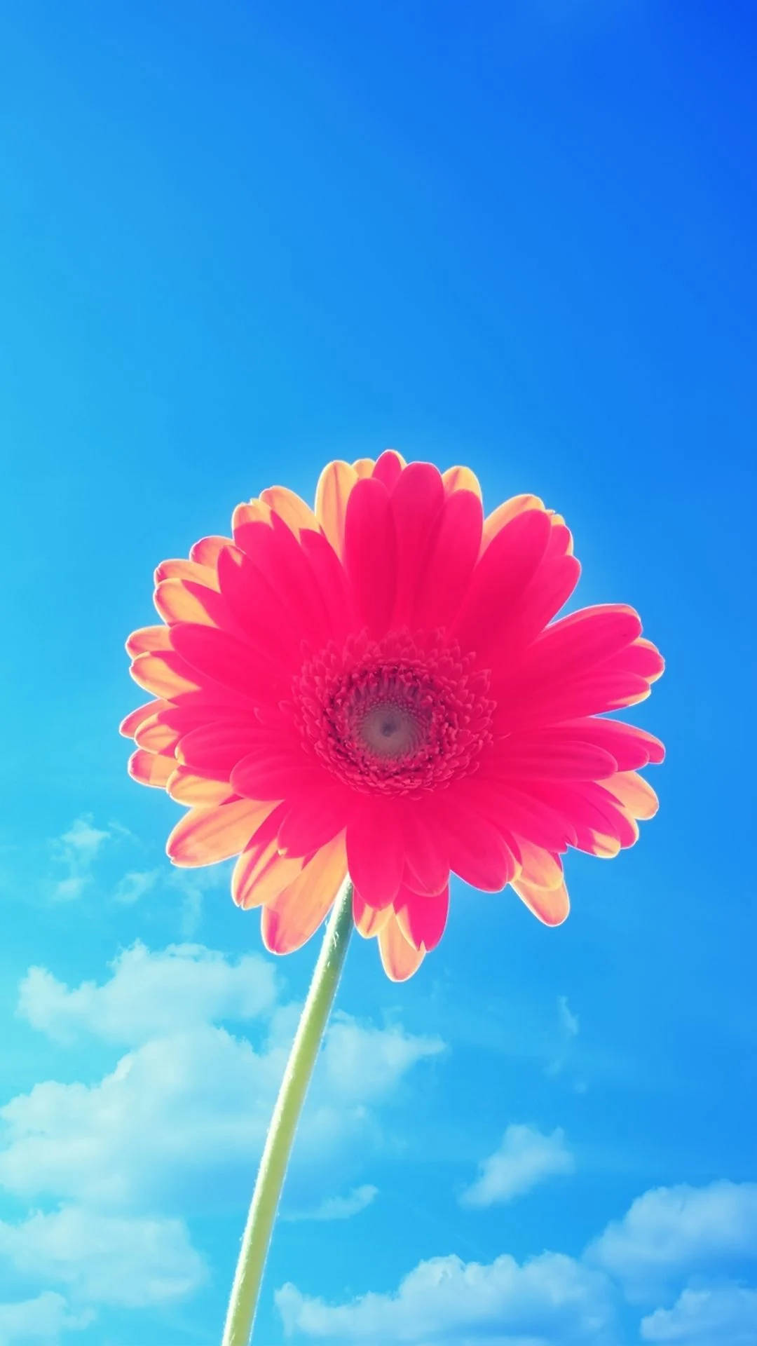 桌布 壁紙 — 一朵鮮豔的粉紅色非洲菊雛菊，花瓣尖端呈黃色，在點綴著蓬鬆白雲的明亮藍天下高高聳立。