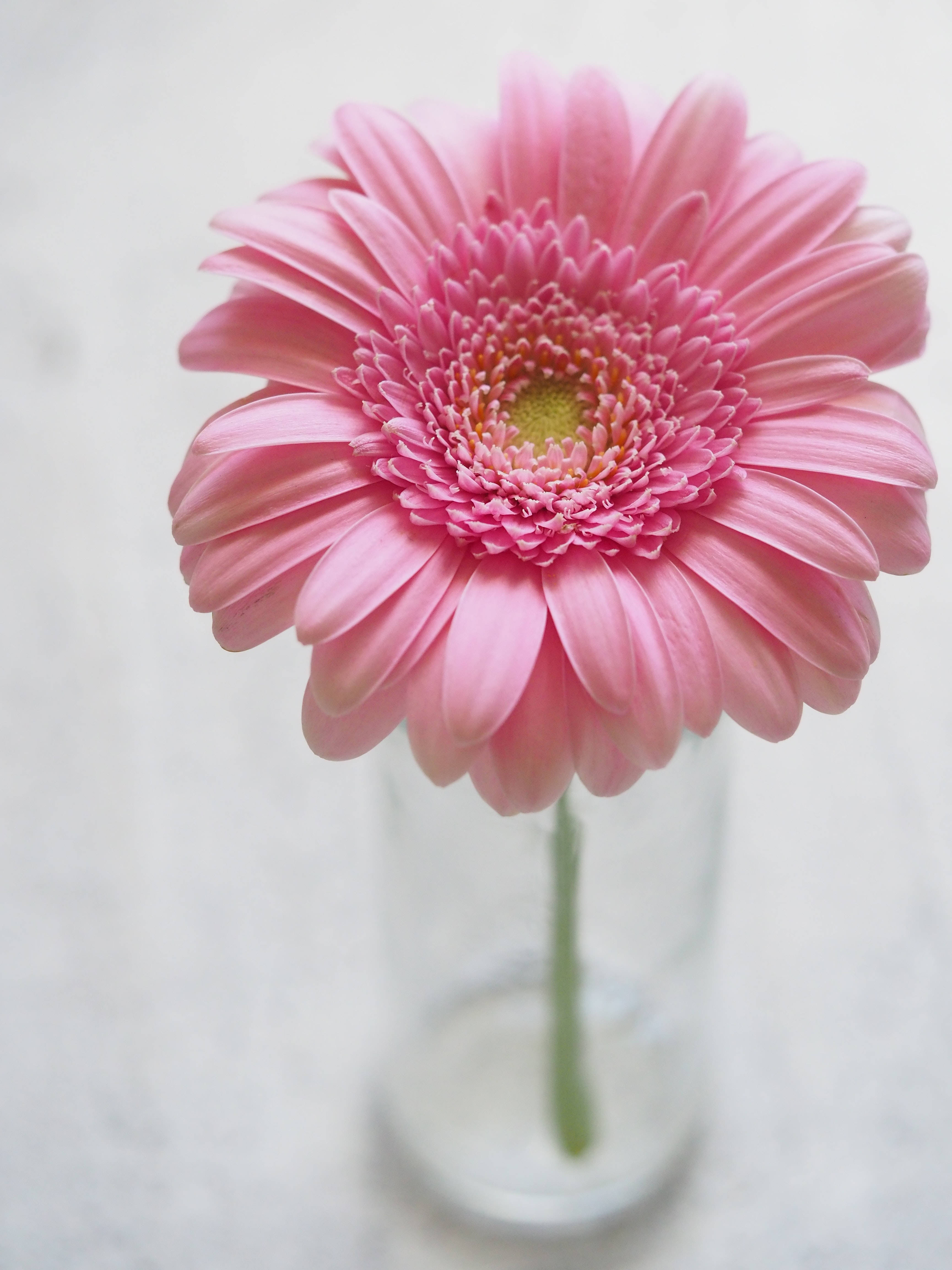 flower android 桌布 壁紙 — 一朵鮮豔的粉紅色非洲菊雛菊，花瓣層層疊疊，優雅地插在透明玻璃花瓶中，背景是柔和的白色。