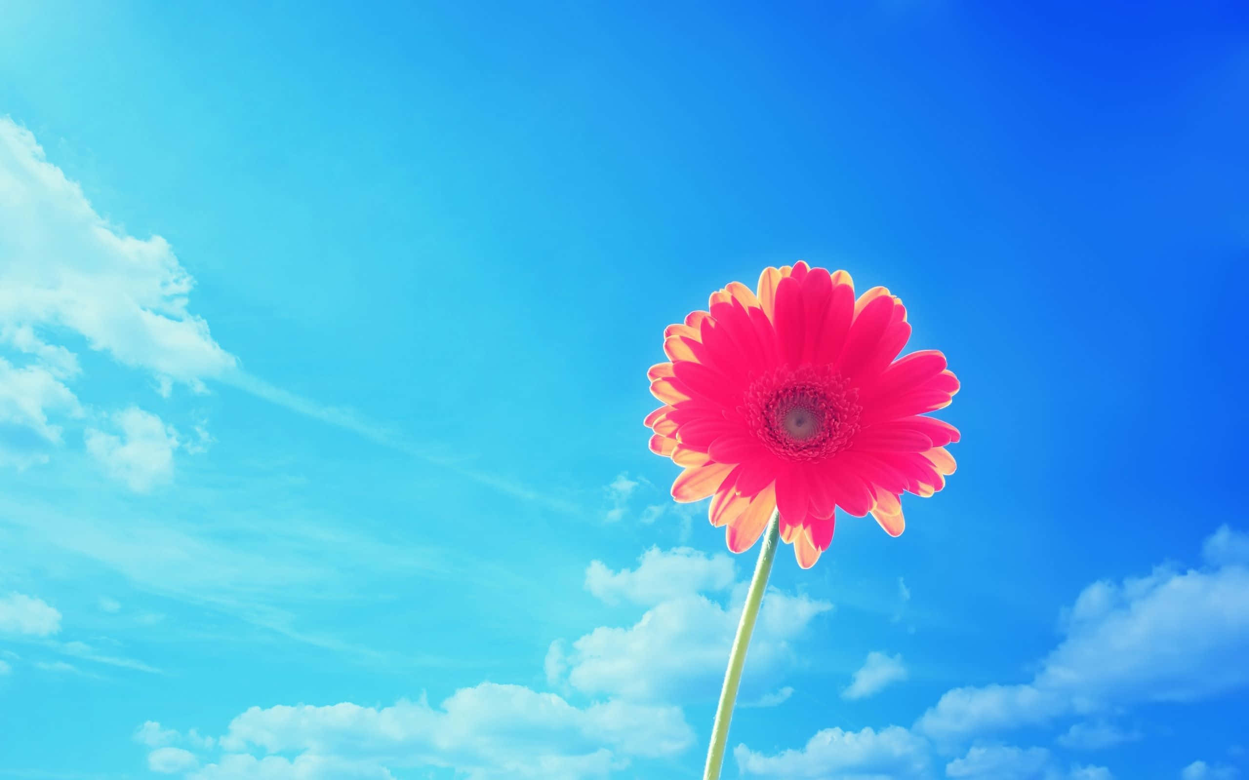 Pink Flower 桌布 壁紙 — 一朵鮮豔的粉紅色非洲菊雛菊在明亮的藍天和蓬鬆的白雲襯托下盛開。