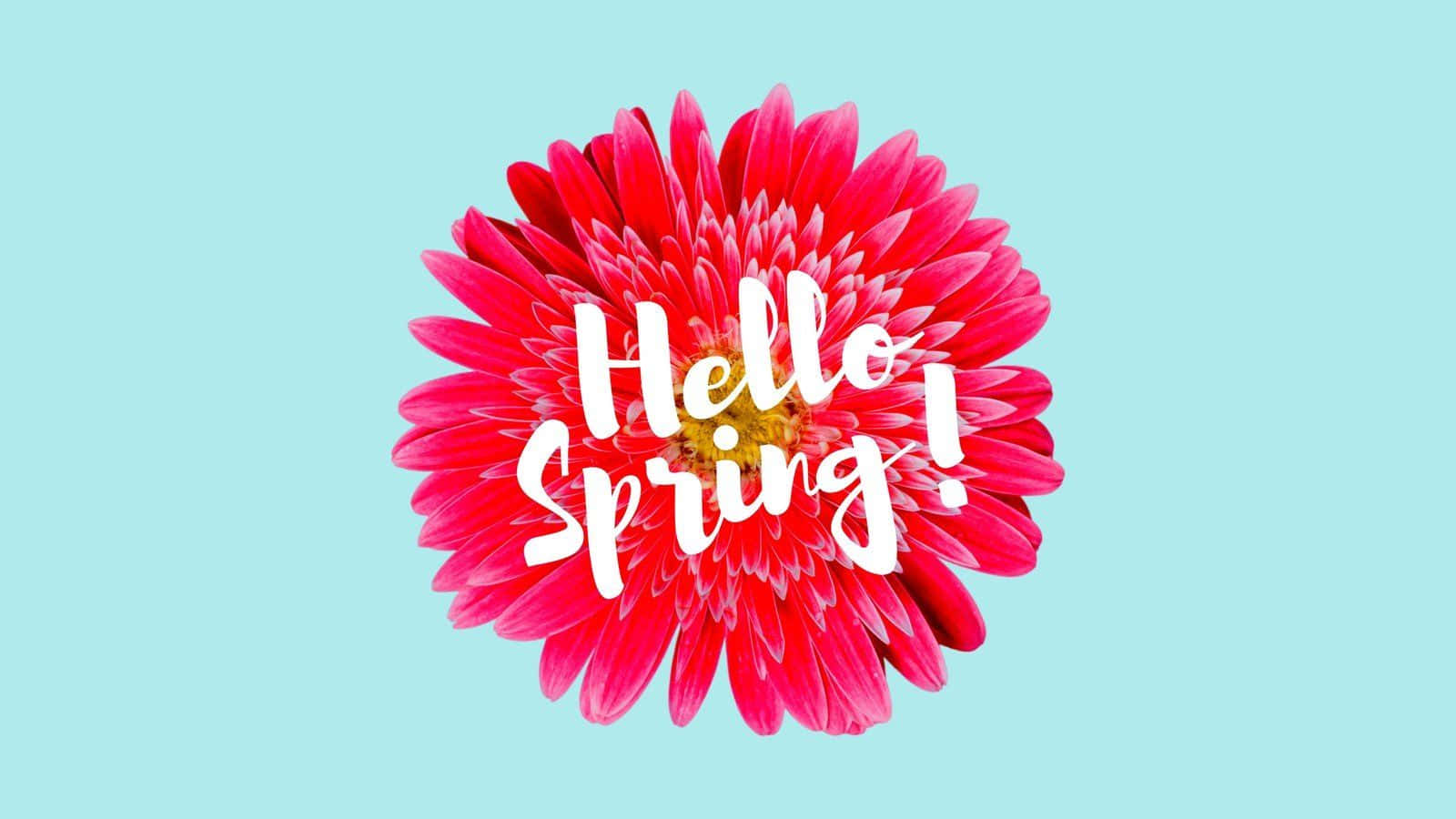 Spring Pastel 桌布 壁紙 — 一朵鮮豔的粉紅色非洲菊雛菊在柔和的藍色背景上綻放，白色草書文字寫著Hello Spring!
