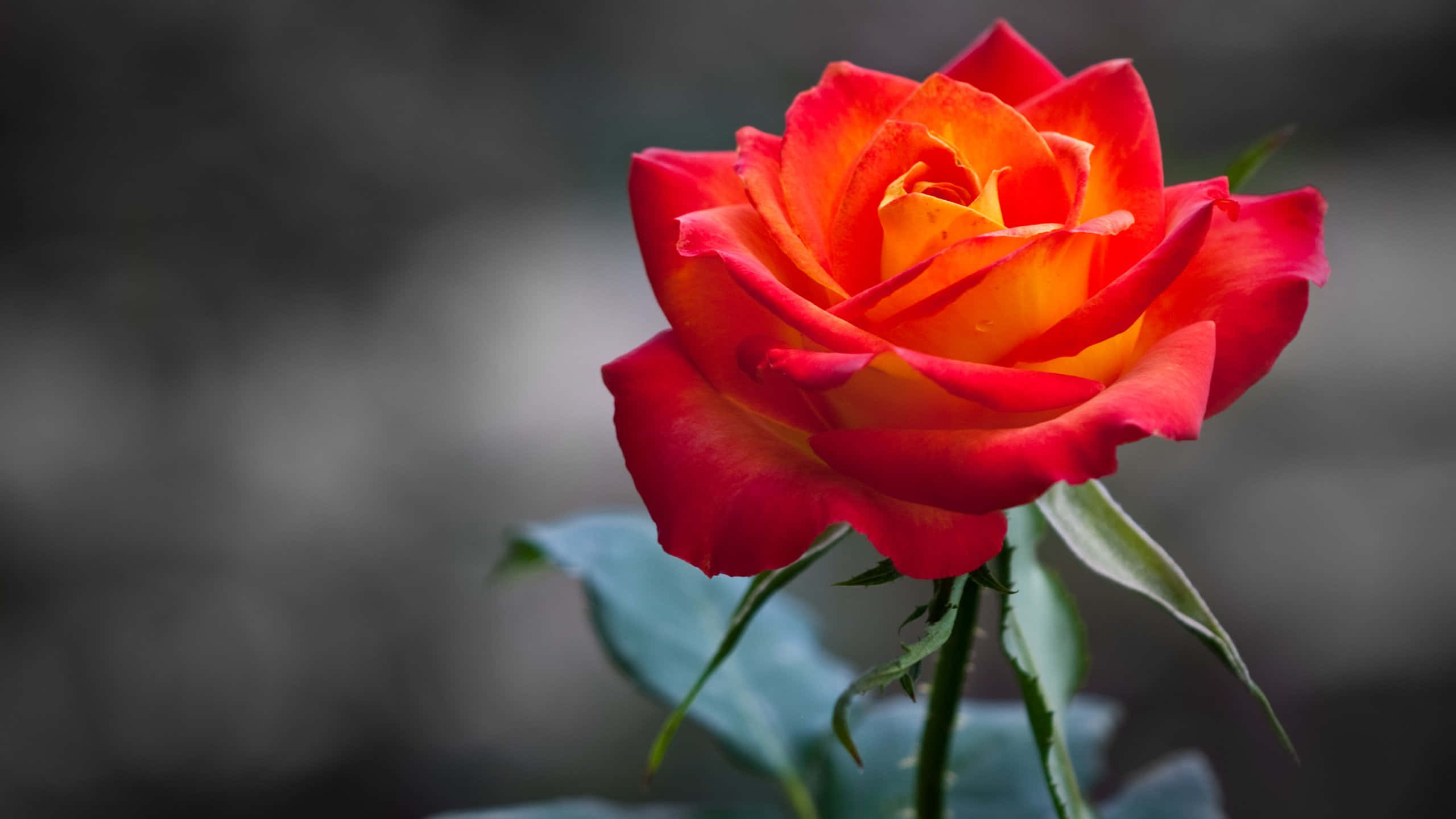 HD Rose 桌布 壁紙 — 一朵鮮豔的紅橙色玫瑰，帶有精緻的花瓣，在柔和的模糊灰色背景下盛開。