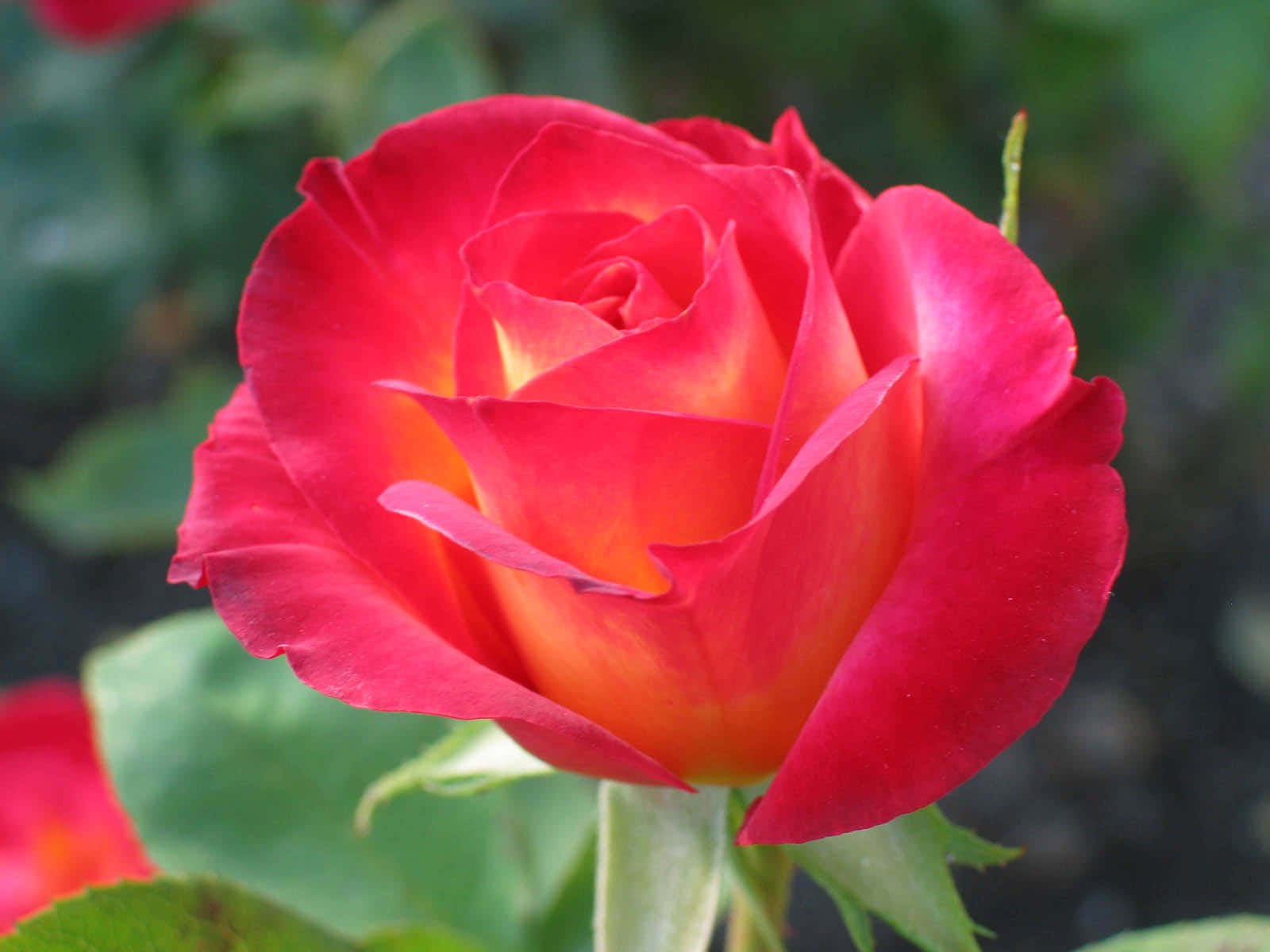 Beautiful Rose 桌布 壁紙 — 一朵鮮豔的紅橙色玫瑰在柔焦中盛開，背景是茂密的綠葉。