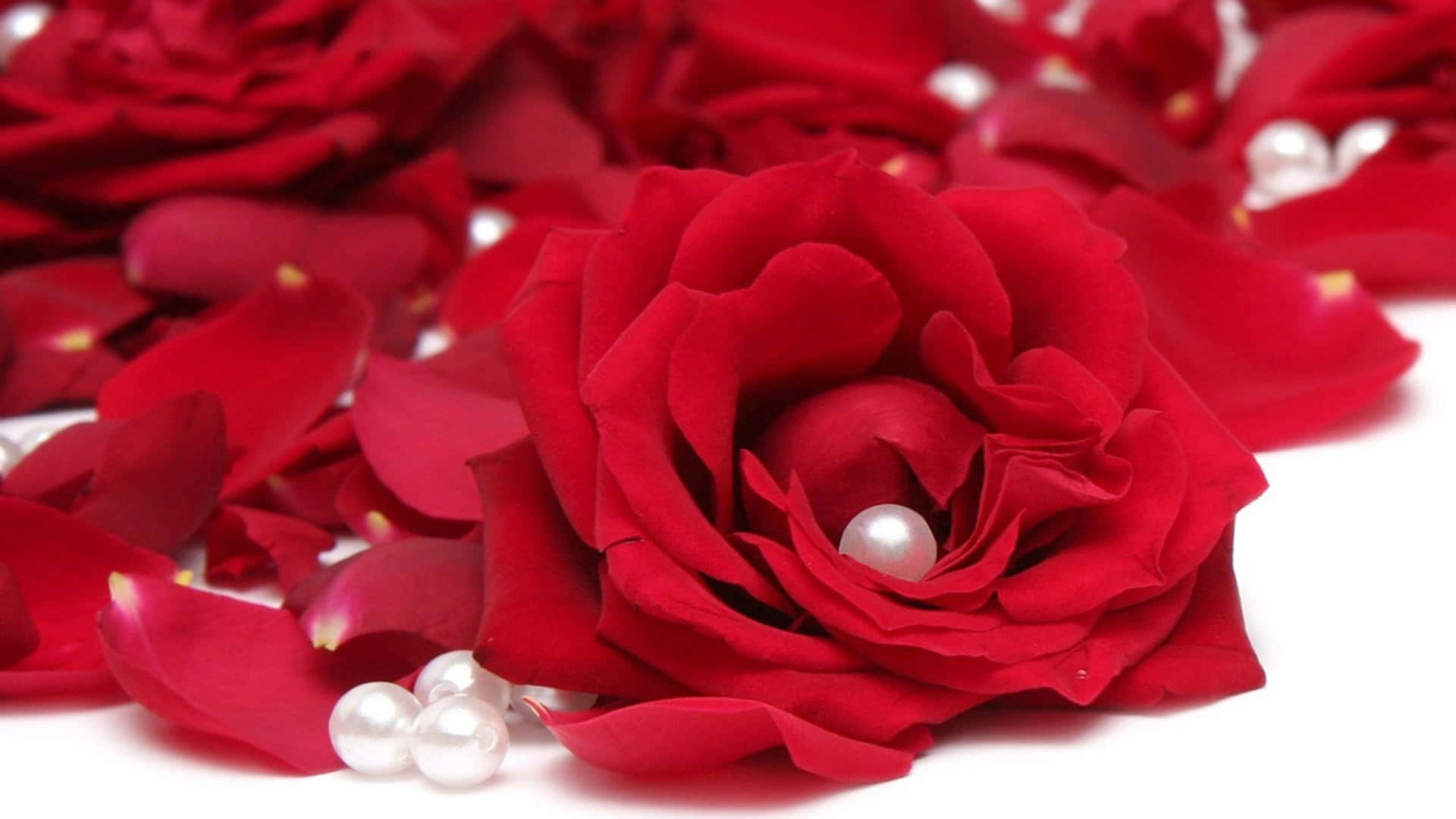 Roses 桌布 壁紙 — 一朵鮮豔的紅玫瑰，中心鑲嵌著一顆珍珠，周圍散落著花瓣，背景是純淨的白色。