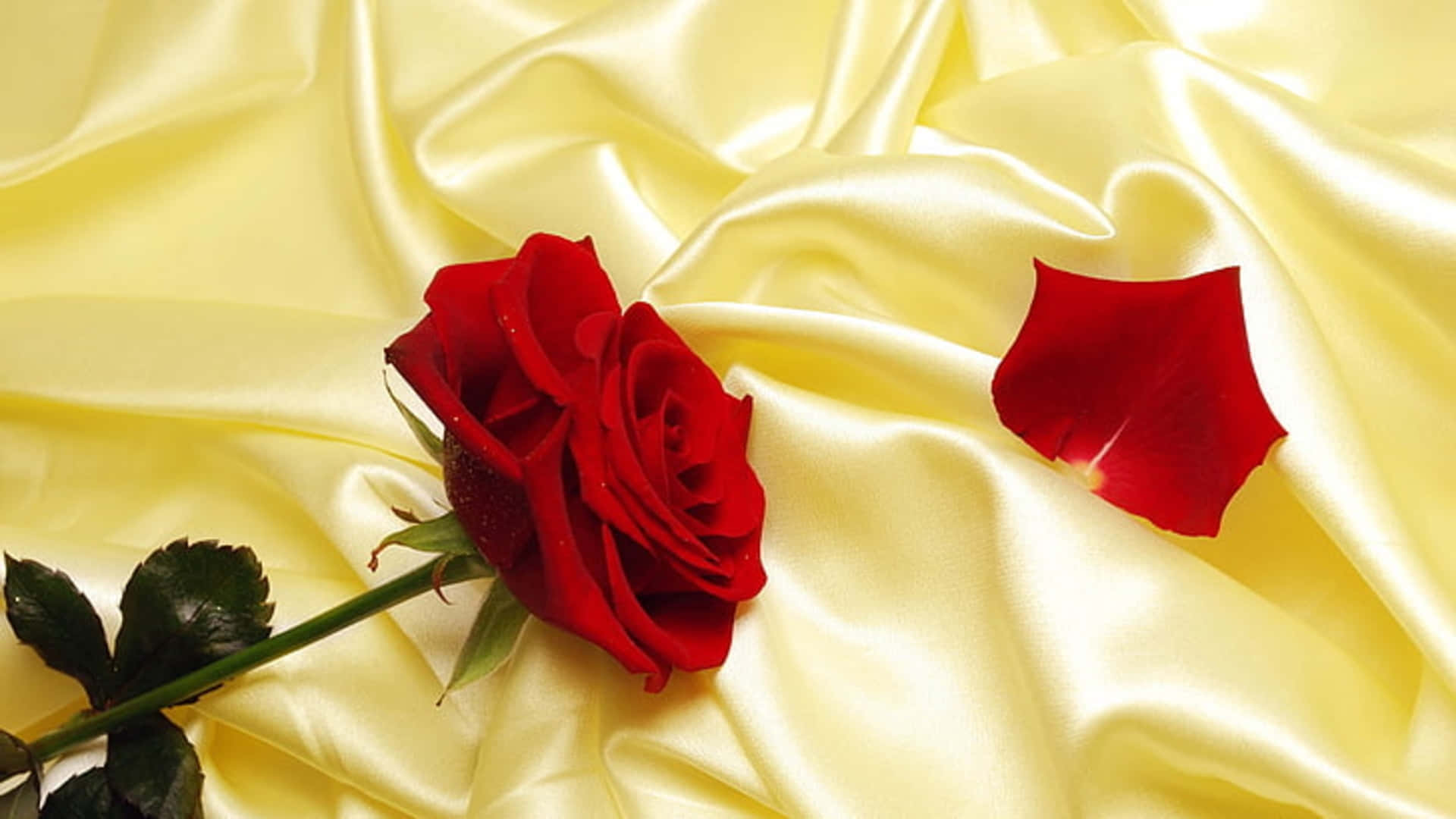 1080p Roses 桌布 壁紙 — 一朵鮮豔的紅玫瑰，帶有一片落下的花瓣，優雅地躺在豪華的金黃色緞面上。