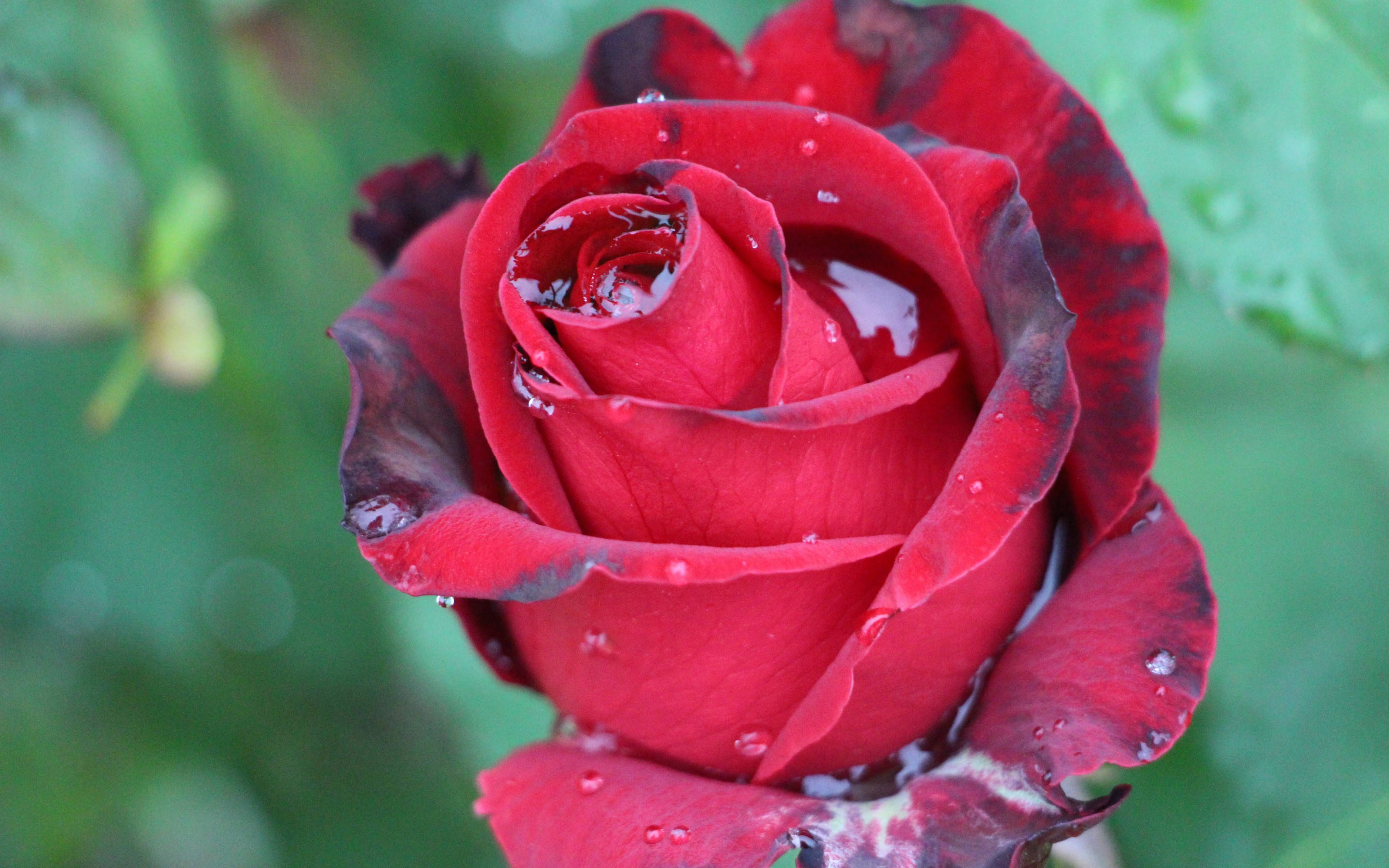 Rose Flower 桌布 壁紙 — 一朵鮮豔的紅玫瑰，帶有水珠，在柔和的綠色模糊背景上閃閃發光。