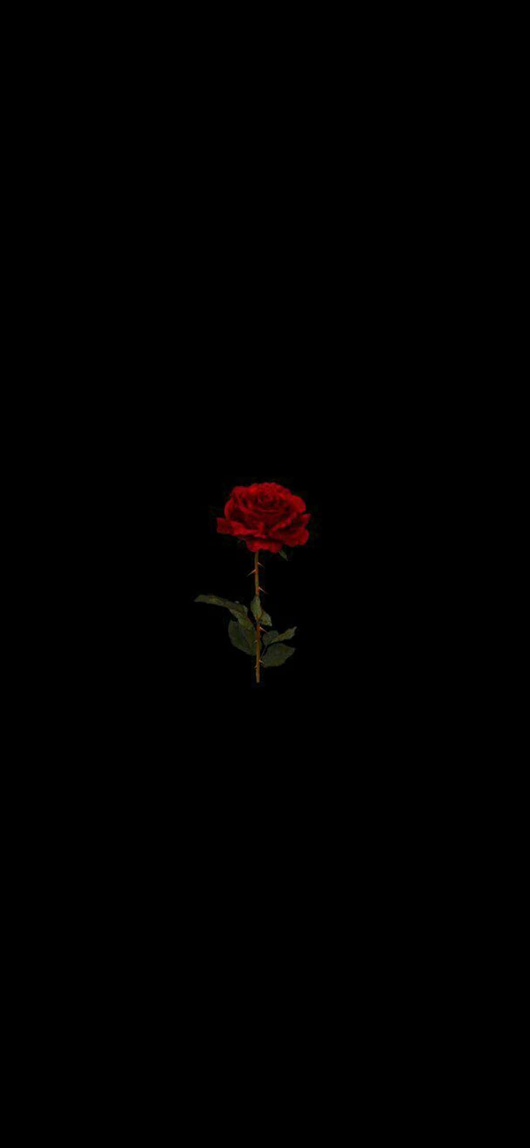 Rose Flower 桌布 壁紙 — 一朵鮮豔的紅玫瑰，帶有綠色的莖和葉子，獨自矗立在純黑色背景上。