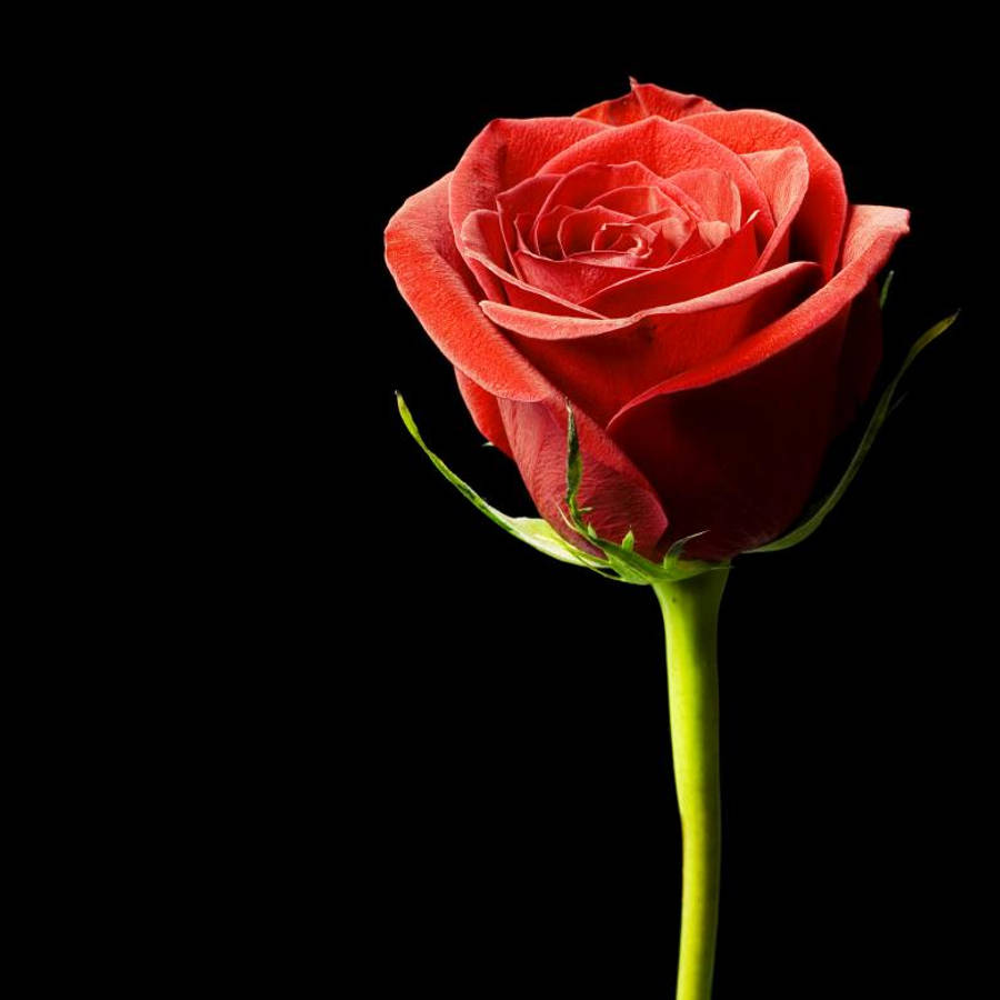 black aesthetic rose 桌布 壁紙 — 一朵鮮豔的紅玫瑰，帶有綠色莖和葉子，在純黑色背景下顯得格外突出。