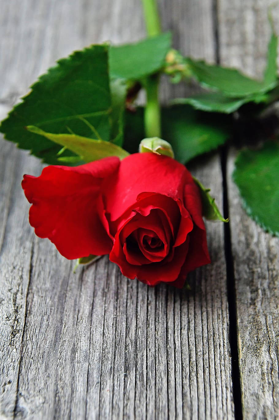 Romantic Rose 桌布 壁紙 — 一朵鮮豔的紅玫瑰，帶有茂盛的綠葉，放在風化的灰色木板上。
