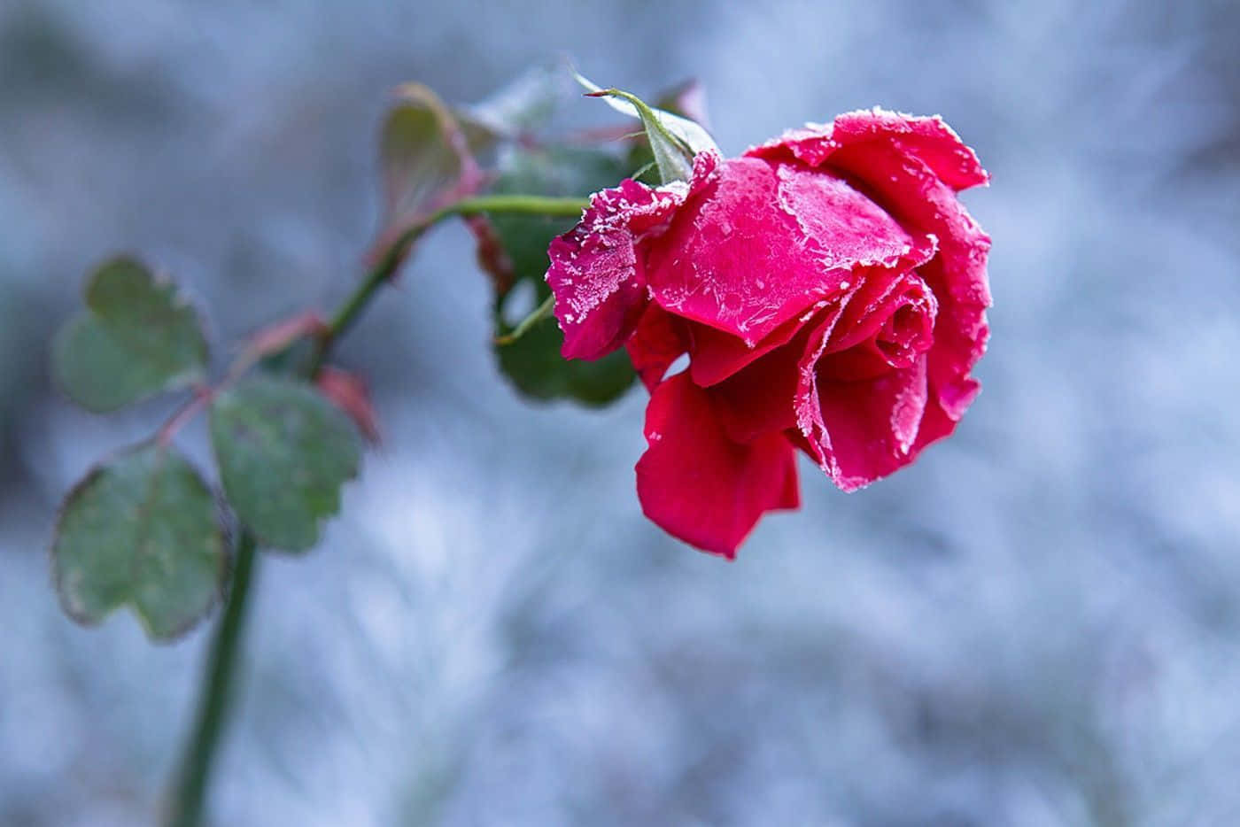 Pink Rose 桌布 壁紙 — 一朵鮮豔的紅玫瑰，帶有露珠，在柔和的藍色模糊背景上閃閃發光。