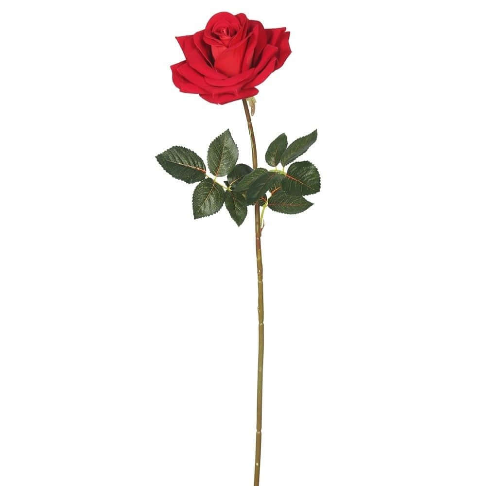 Single Rose 桌布 壁紙 — 一朵鮮豔的紅玫瑰，搭配茂盛的綠葉和纖細的莖，優雅地立在純白背景上。