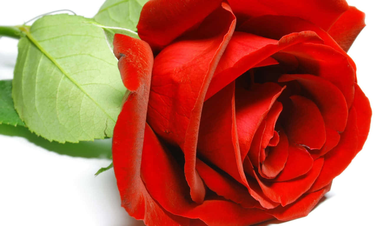 1280x768 Rose 桌布 壁紙 — 一朵鮮豔的紅玫瑰，搭配茂盛的綠葉，在純白的背景上綻放。