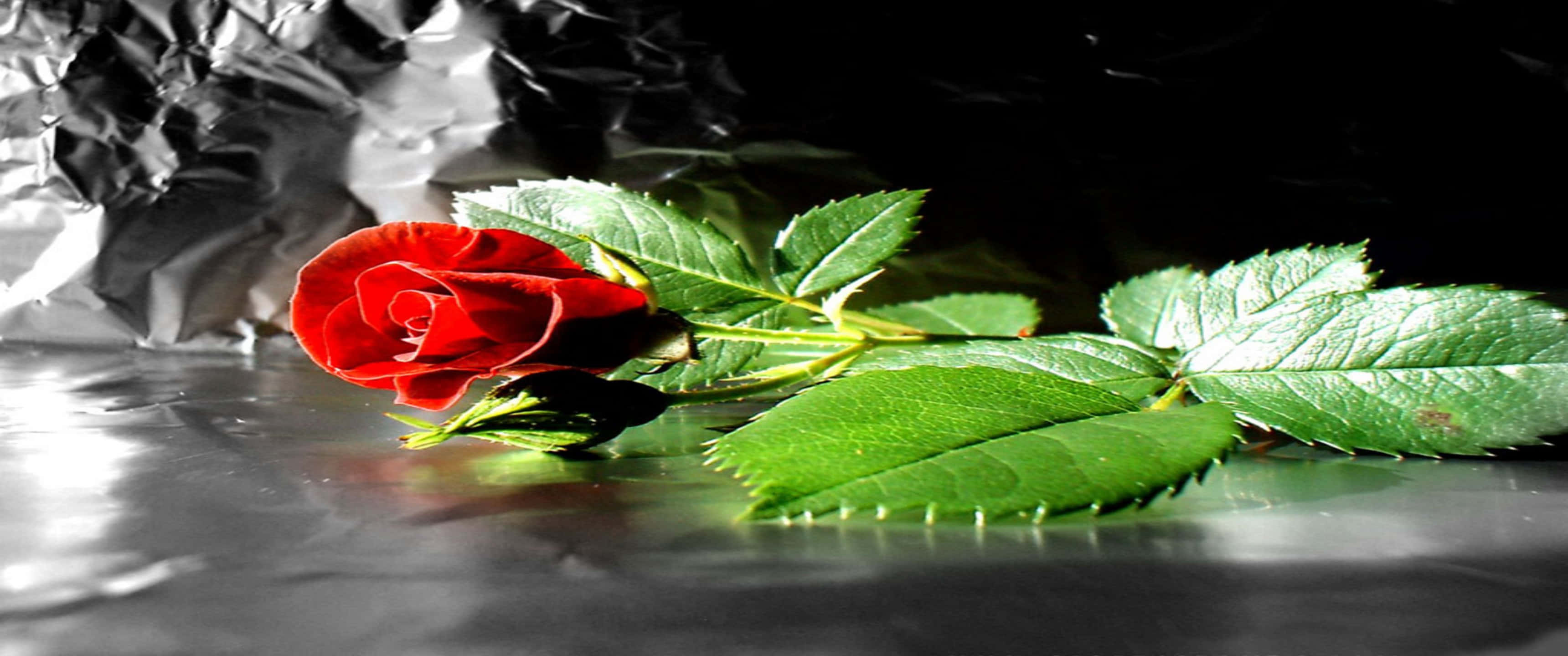 3440x1440p Roses 桌布 壁紙 — 一朵鮮豔的紅玫瑰，搭配茂盛的綠葉，靜置在反光的銀色箔紙上，背景為深色。
