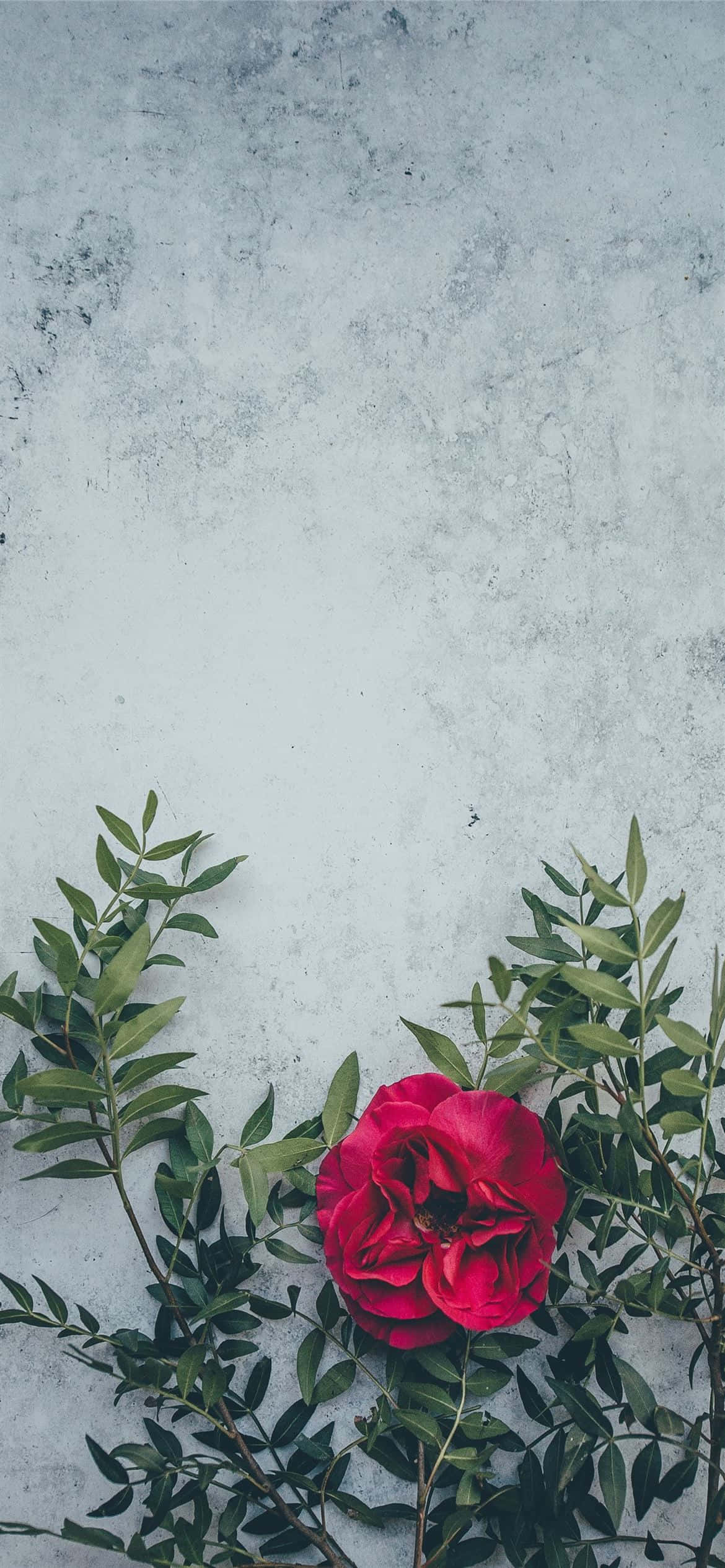 Red Flower 桌布 壁紙 — 一朵鮮豔的紅玫瑰，搭配茂盛的綠葉，倚靠在帶有紋理的灰色混凝土背景上。