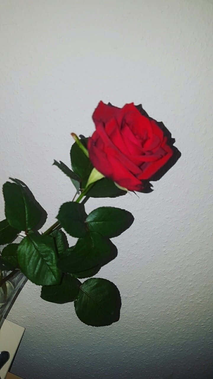 Red Rose Aesthetic 桌布 壁紙 — 一朵鮮豔的紅玫瑰，搭配茂盛的綠葉，在帶有紋理的米白色牆壁上投下柔和的陰影。