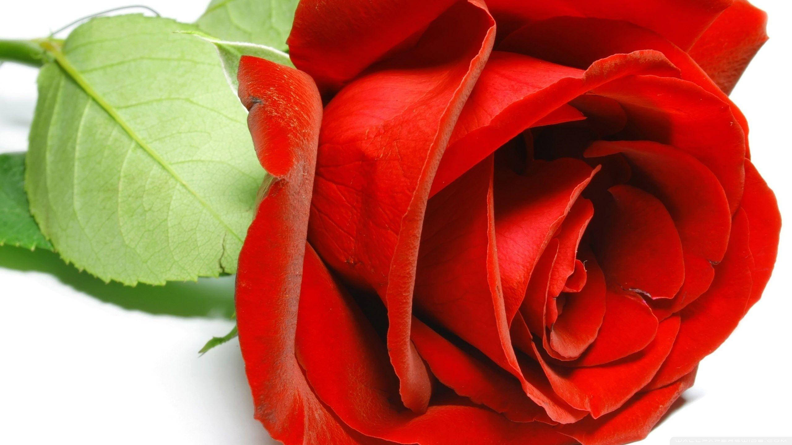 beautiful rose HD 桌布 壁紙 — 一朵鮮豔的紅玫瑰，搭配茂盛的綠葉，在純白背景上綻放。