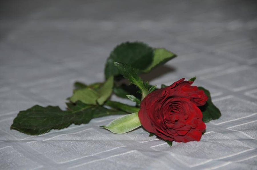 love rose HD 桌布 壁紙 — 一朵鮮豔的紅玫瑰，搭配茂盛的綠葉，優雅地擺放在有紋理的白色布料表面上。