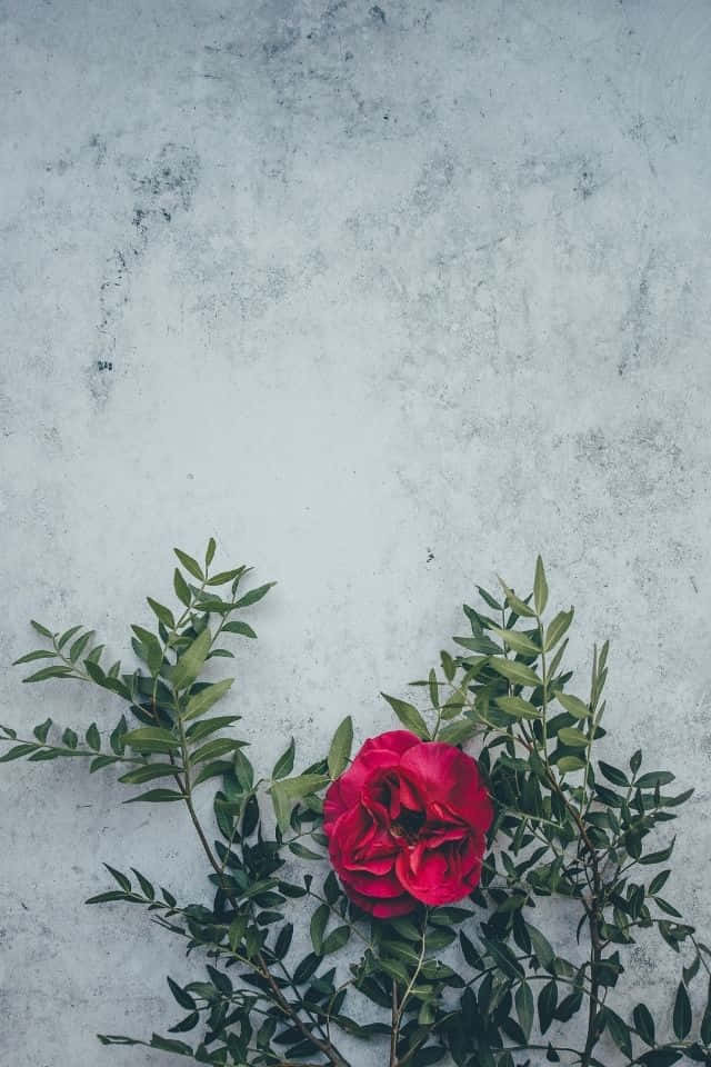 iPhone Flower 桌布 壁紙 — 一朵鮮豔的紅玫瑰，搭配茂盛的綠葉，倚靠在紋理灰色混凝土牆上。