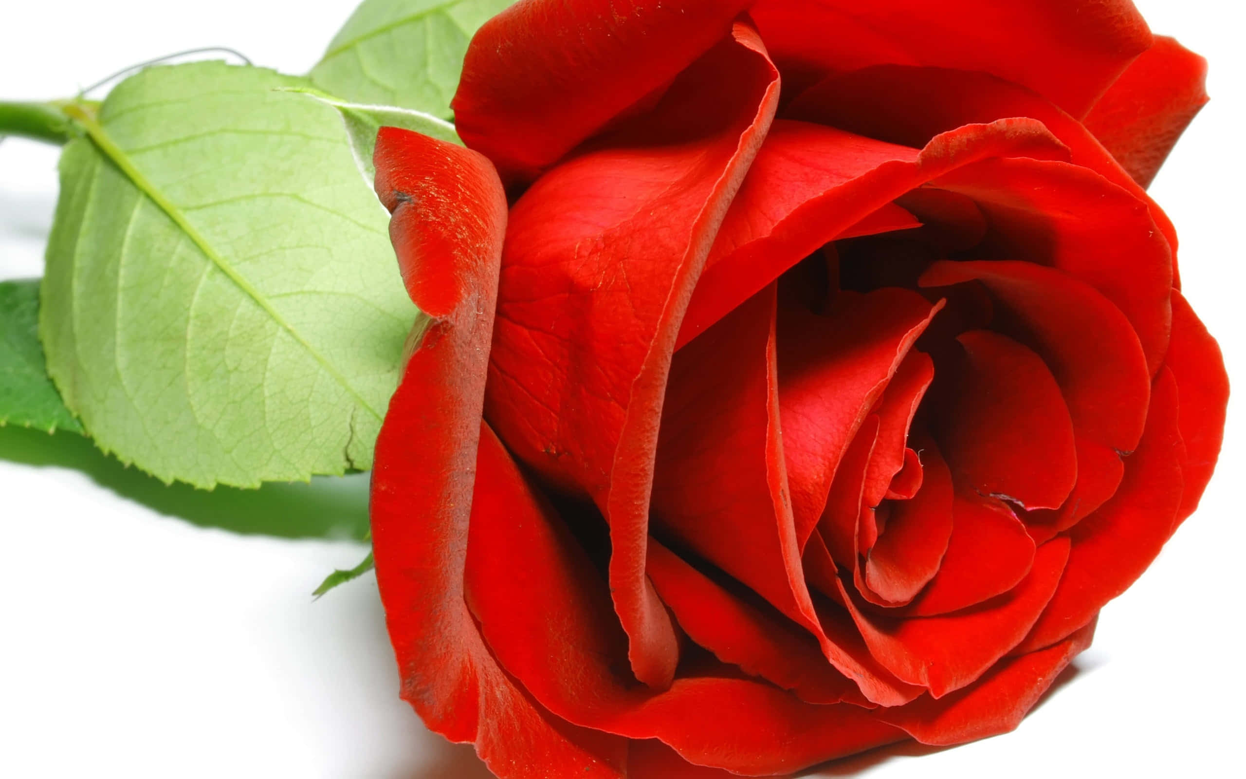 HD Rose 桌布 壁紙 — 一朵鮮豔的紅玫瑰，搭配茂盛的綠葉，在純白背景的特寫照片中綻放。