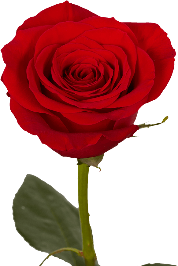 Red Rose 桌布 壁紙 — 一朵鮮豔的紅玫瑰，擁有茂盛的花瓣和綠色的莖，孤立在純黑色的背景上。