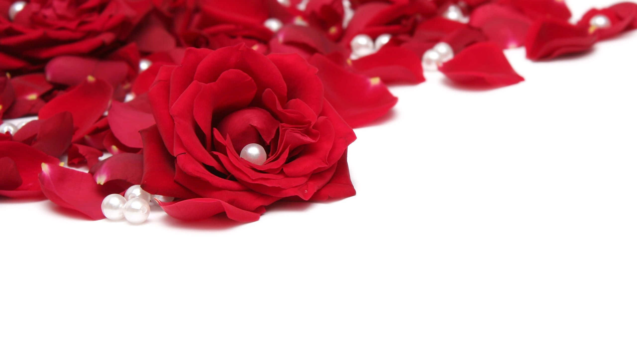 Rose Petal 桌布 壁紙 — 一朵鮮豔的紅玫瑰，散落的花瓣和白色珍珠，放在純白色的背景上。
