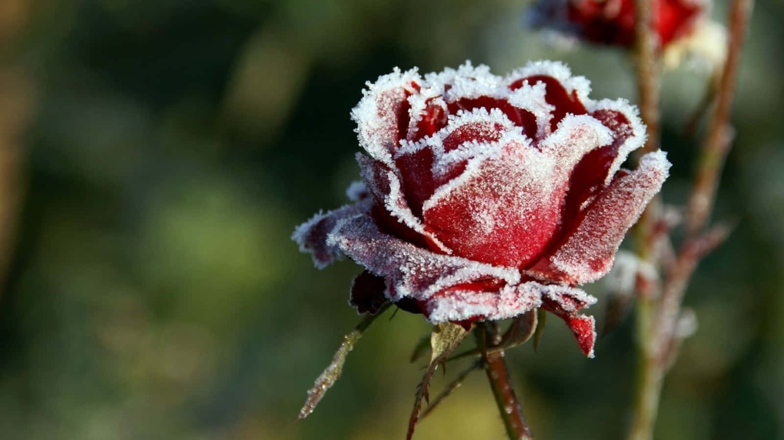 Winter Flowers 桌布 壁紙 — 一朵鮮豔的紅玫瑰，細緻地覆蓋著霜，在柔和陽光下閃爍，背景是模糊的綠色。