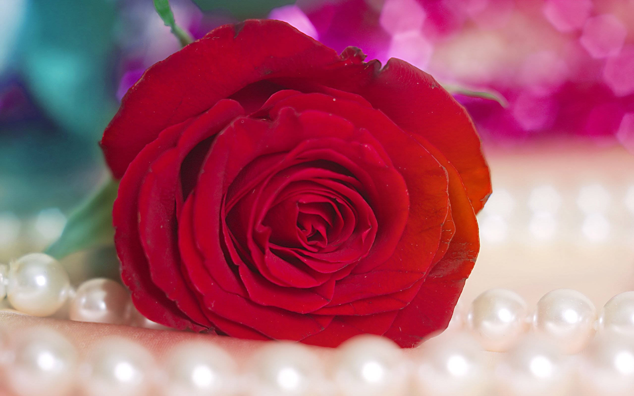 Rose Flower 桌布 壁紙 — 一朵鮮豔的紅玫瑰，花瓣精緻，旁邊放著一串光澤的珍珠，背景是色彩繽紛的散景。