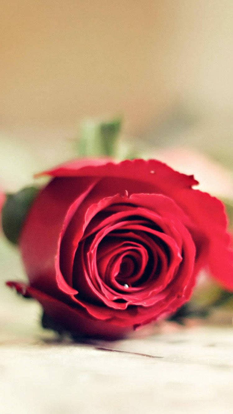 Rose iPhone 桌布 壁紙 — 一朵鮮豔的紅玫瑰，花瓣細緻，輕輕模糊地躺在淺色木質表面上。