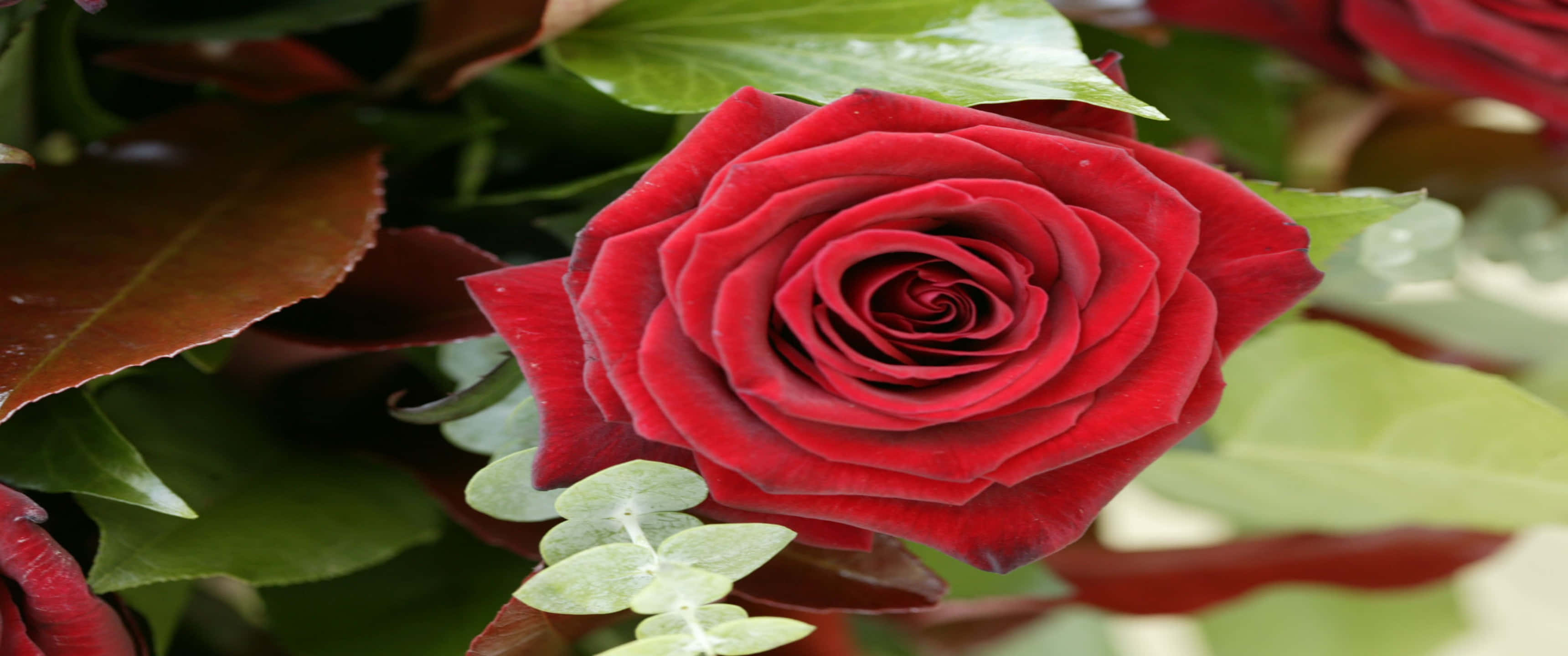 3440x1440p Roses 桌布 壁紙 — 一朵鮮豔的紅玫瑰，花瓣緊密捲曲，被茂盛的綠色和深酒紅色葉子環繞。