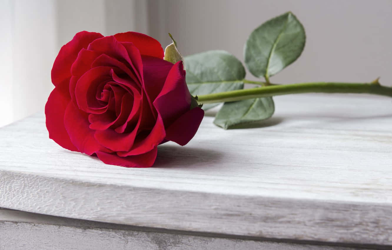 Beautiful Roses 桌布 壁紙 — 一朵鮮豔的紅玫瑰，花瓣豐盈，優雅地放在經風化的白色木質表面上。