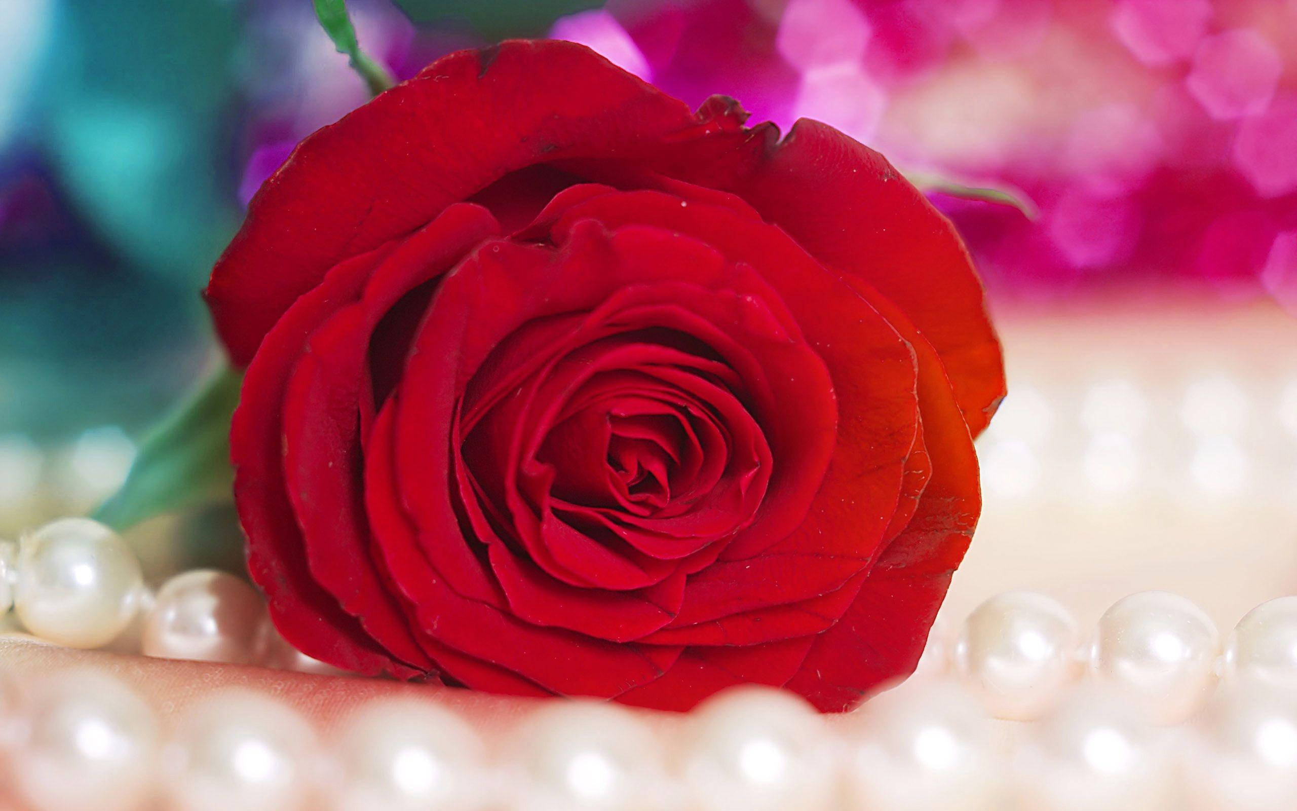 beautiful rose HD 桌布 壁紙 — 一朵鮮豔的紅玫瑰優雅地放在一串光澤珍珠旁邊，背景是柔和模糊的彩色。