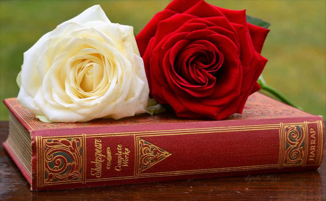 Red And White Roses 桌布 壁紙 — 一朵鮮豔的紅玫瑰和一朵奶油白玫瑰優雅地放在木質表面上的一本帶有金色浮雕的復古紅書上。