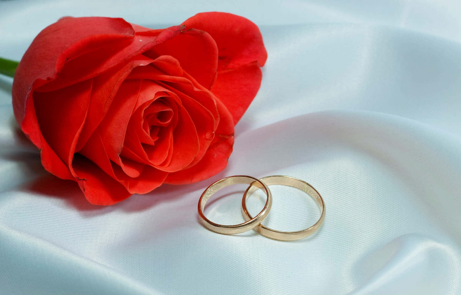 Marriage 桌布 壁紙 — 一朵鮮豔的紅玫瑰和兩枚金色結婚戒指優雅地放在柔軟的白色緞面上。