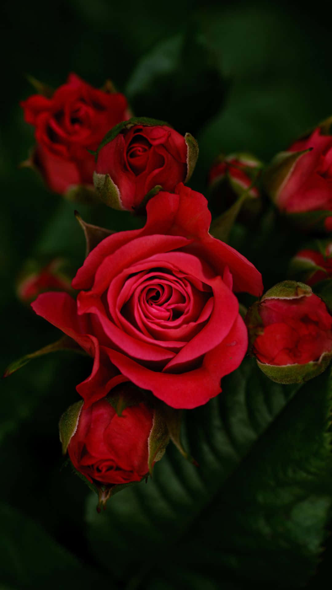 HD Rose 桌布 壁紙 — 一朵鮮豔的紅玫瑰在中央盛開，周圍環繞著深綠色的葉子和未開放的花蕾，呈現出充滿氛圍的特寫。