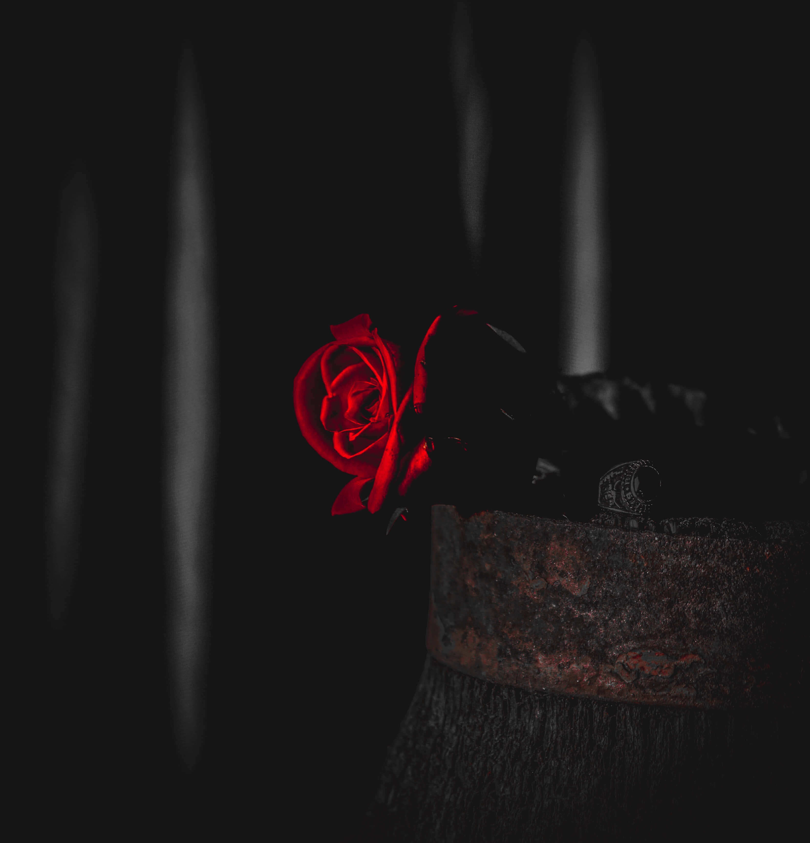 Roses 桌布 壁紙 — 一朵鮮豔的紅玫瑰在帶有垂直光條和生鏽金屬容器的 stark 黑色背景上發光。