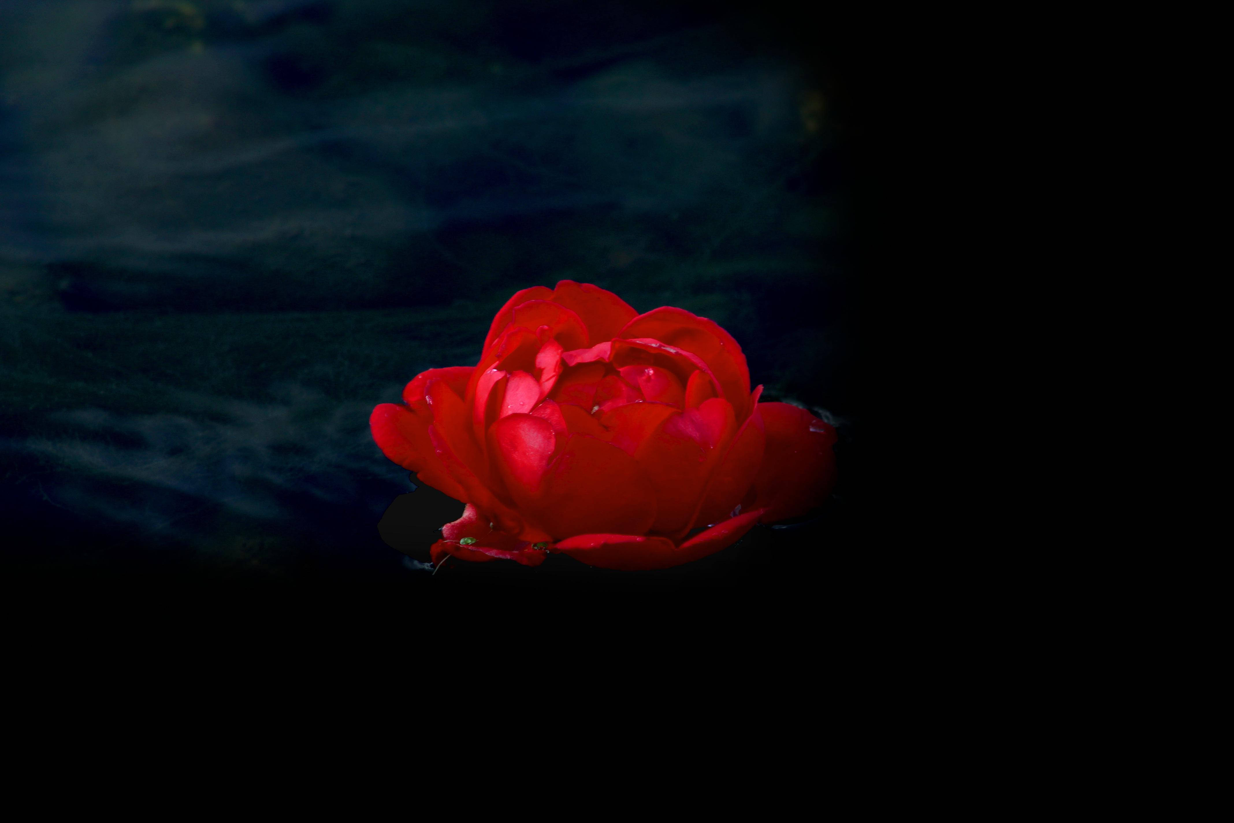 Screensavers 桌布 壁紙 — 一朵鮮豔的紅玫瑰在戲劇性的低光下，靜靜地漂浮在黑暗平靜的水面上。