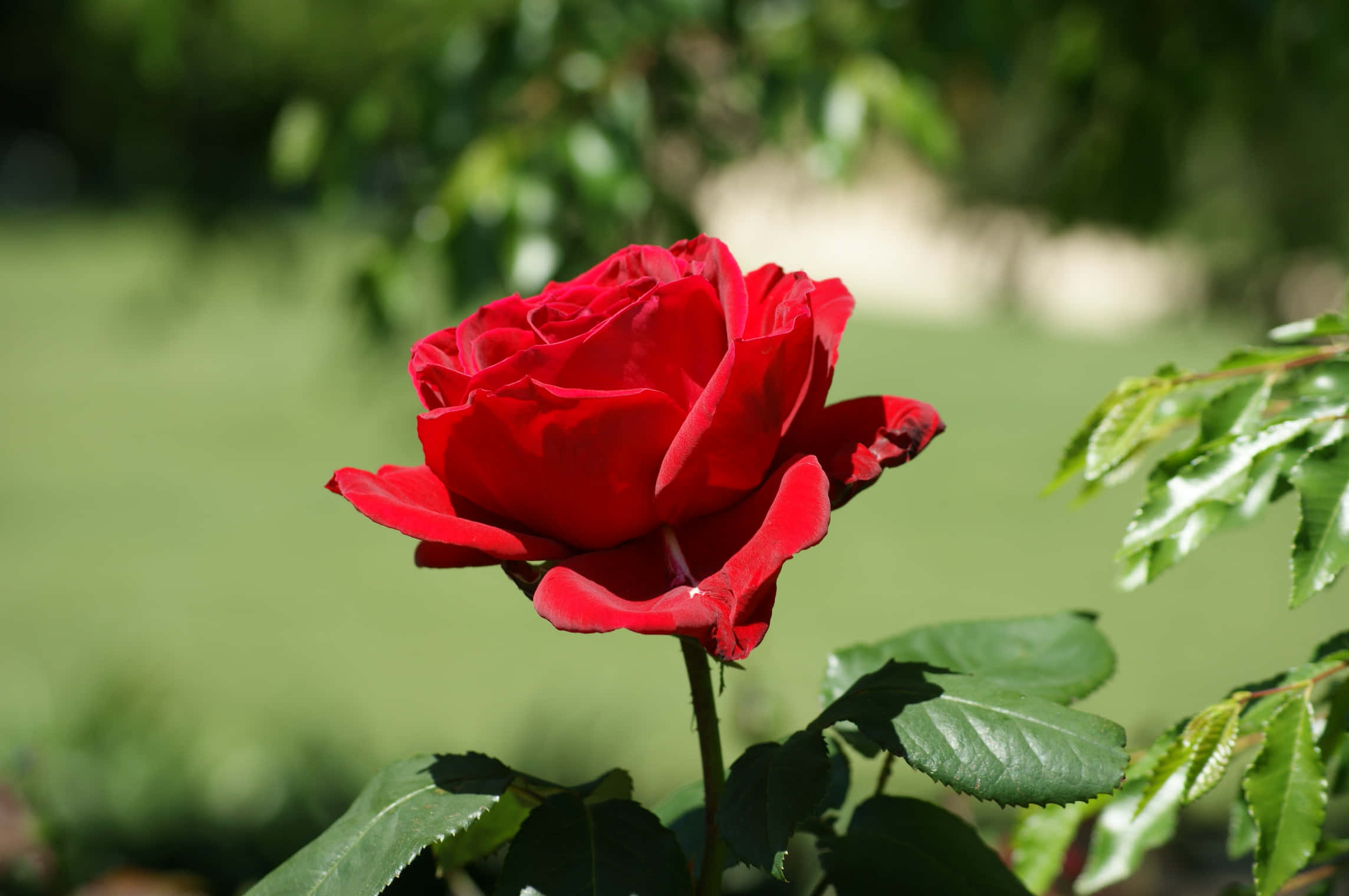 Beautiful Rose 桌布 壁紙 — 一朵鮮豔的紅玫瑰在明亮的日光下，以柔和的焦點在茂密的綠色花園背景中盛開。