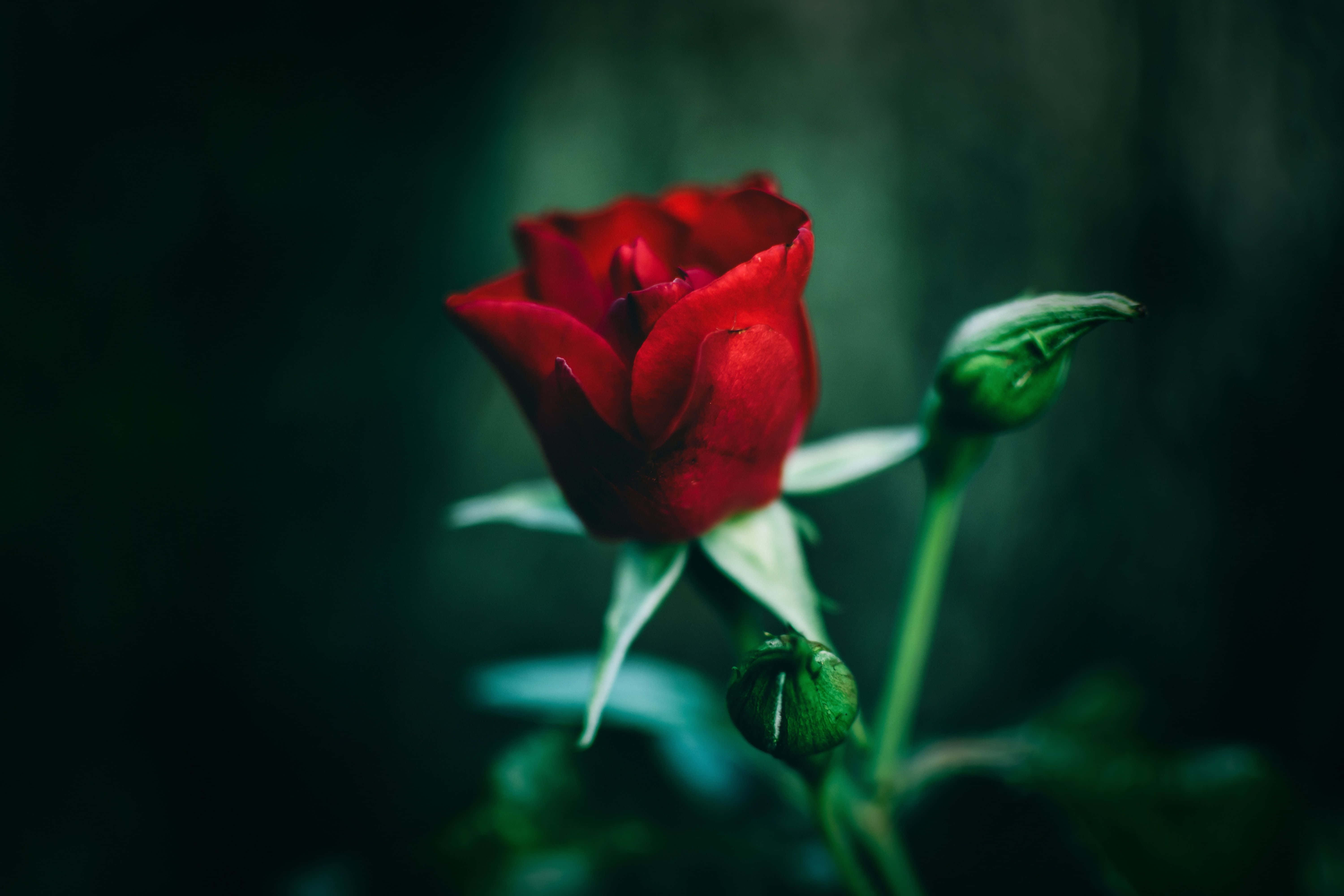 Red Rose Aesthetic 桌布 壁紙 — 一朵鮮豔的紅玫瑰在暗沉沉的綠色背景中綻放，帶有柔和散景和附近的花蕾莖。