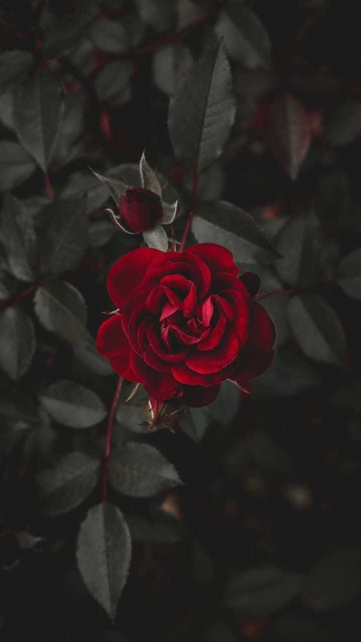 Roses 桌布 壁紙 — 一朵鮮豔的紅玫瑰在暗沉綠色葉子的背景下綻放，營造出情緒化的特寫。