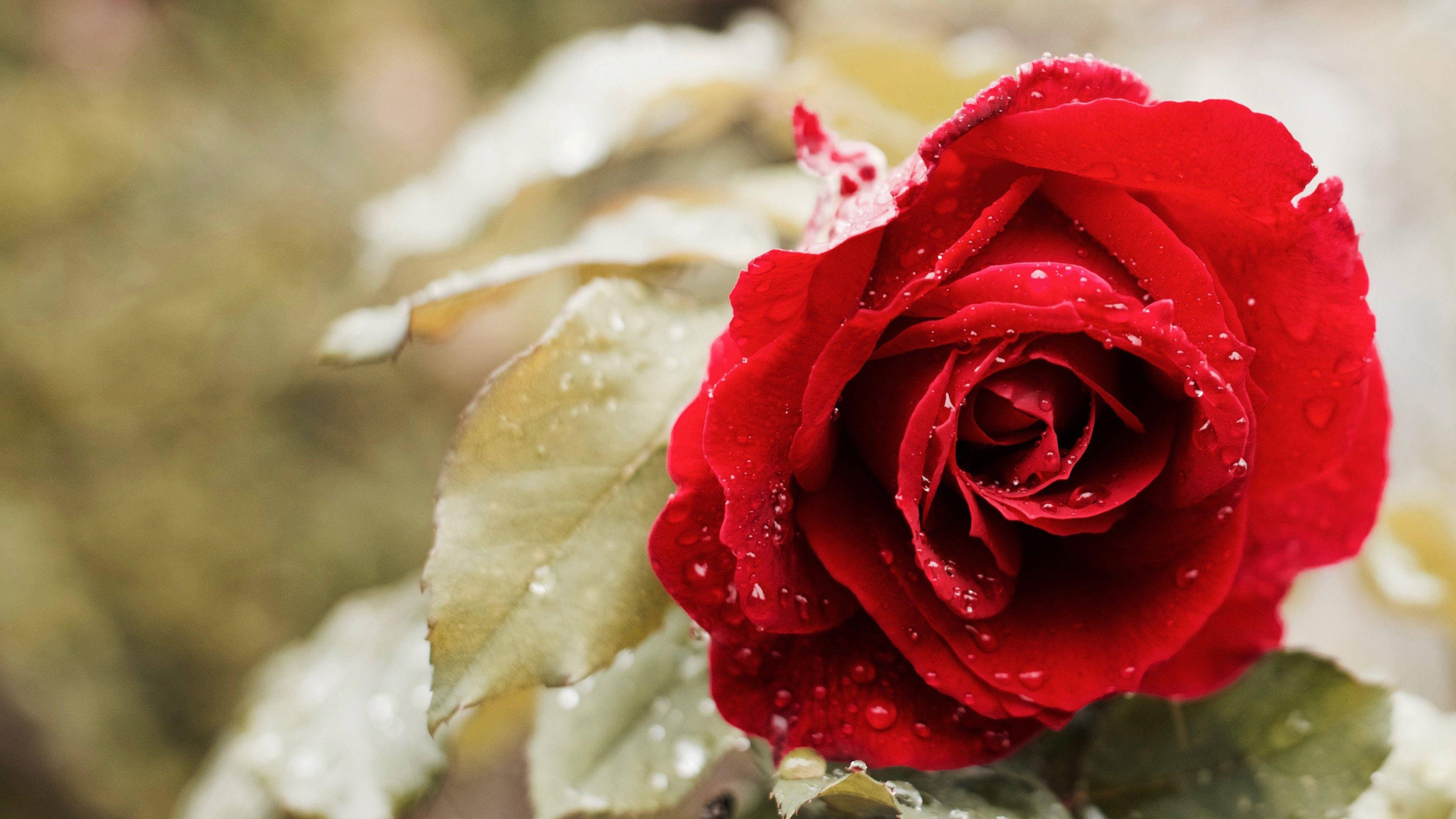 beautiful rose HD 桌布 壁紙 — 一朵鮮豔的紅玫瑰在柔和模糊的樹葉背景下閃爍著露珠的特寫鏡頭。