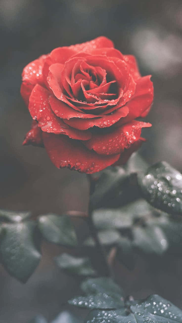 Cute Rose 桌布 壁紙 — 一朵鮮豔的紅玫瑰在柔和模糊的綠色背景下閃爍著露珠。
