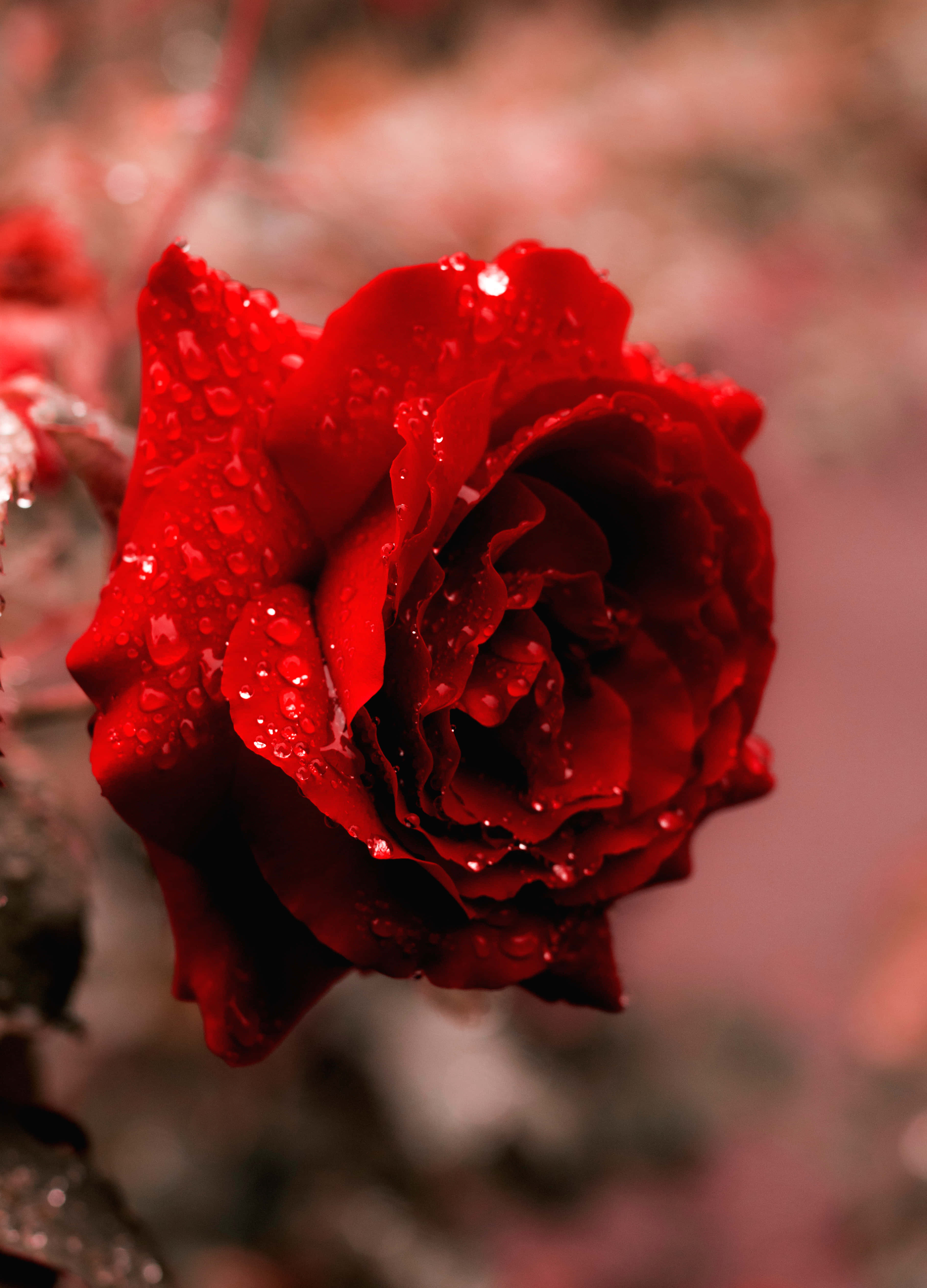 Cute Rose 桌布 壁紙 — 一朵鮮豔的紅玫瑰在柔和模糊的背景上閃爍著露珠。