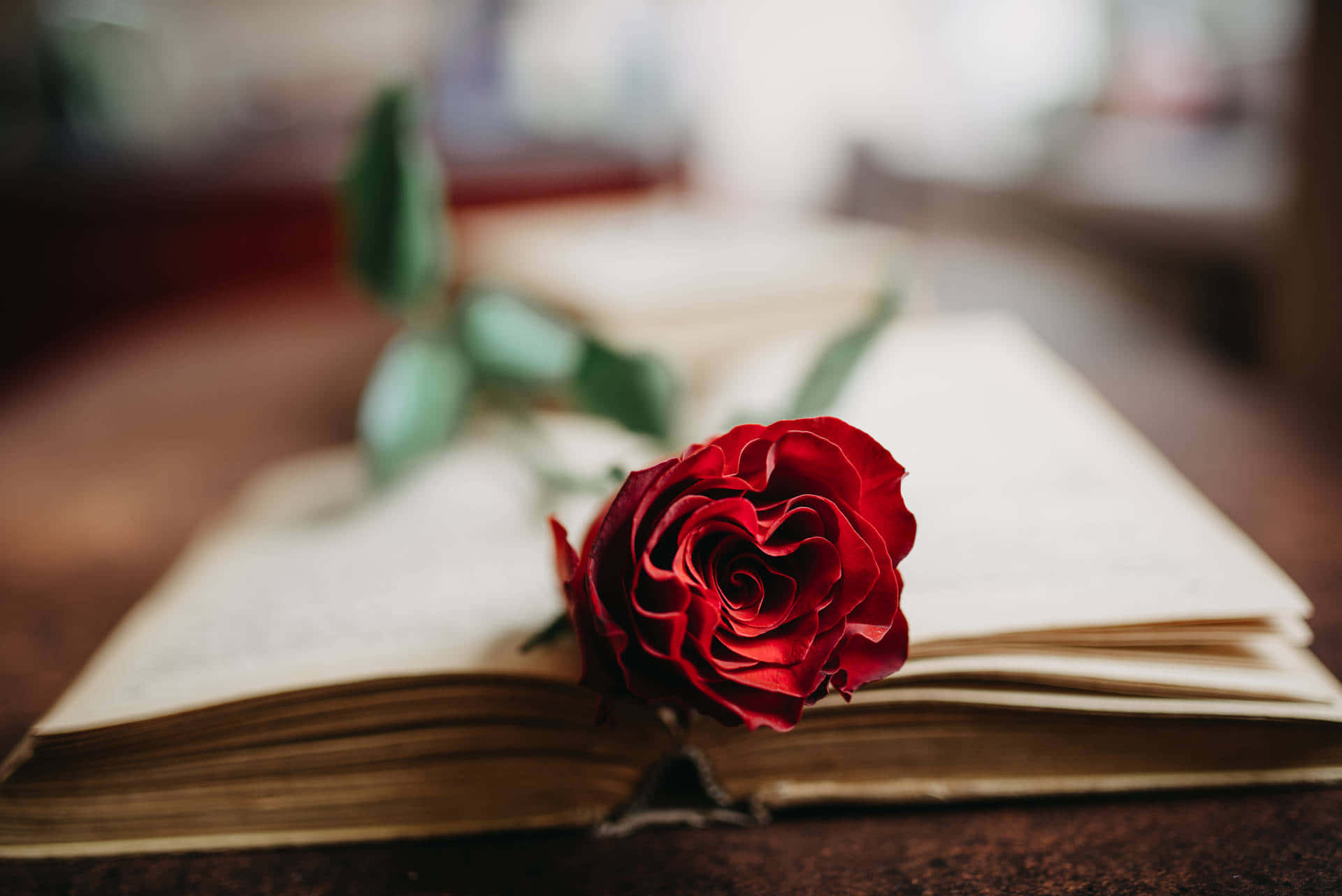 Aesthetic Rose 桌布 壁紙 — 一朵鮮豔的紅玫瑰在柔和溫暖的光線中，精緻地放在一本舊書的打開頁面上。