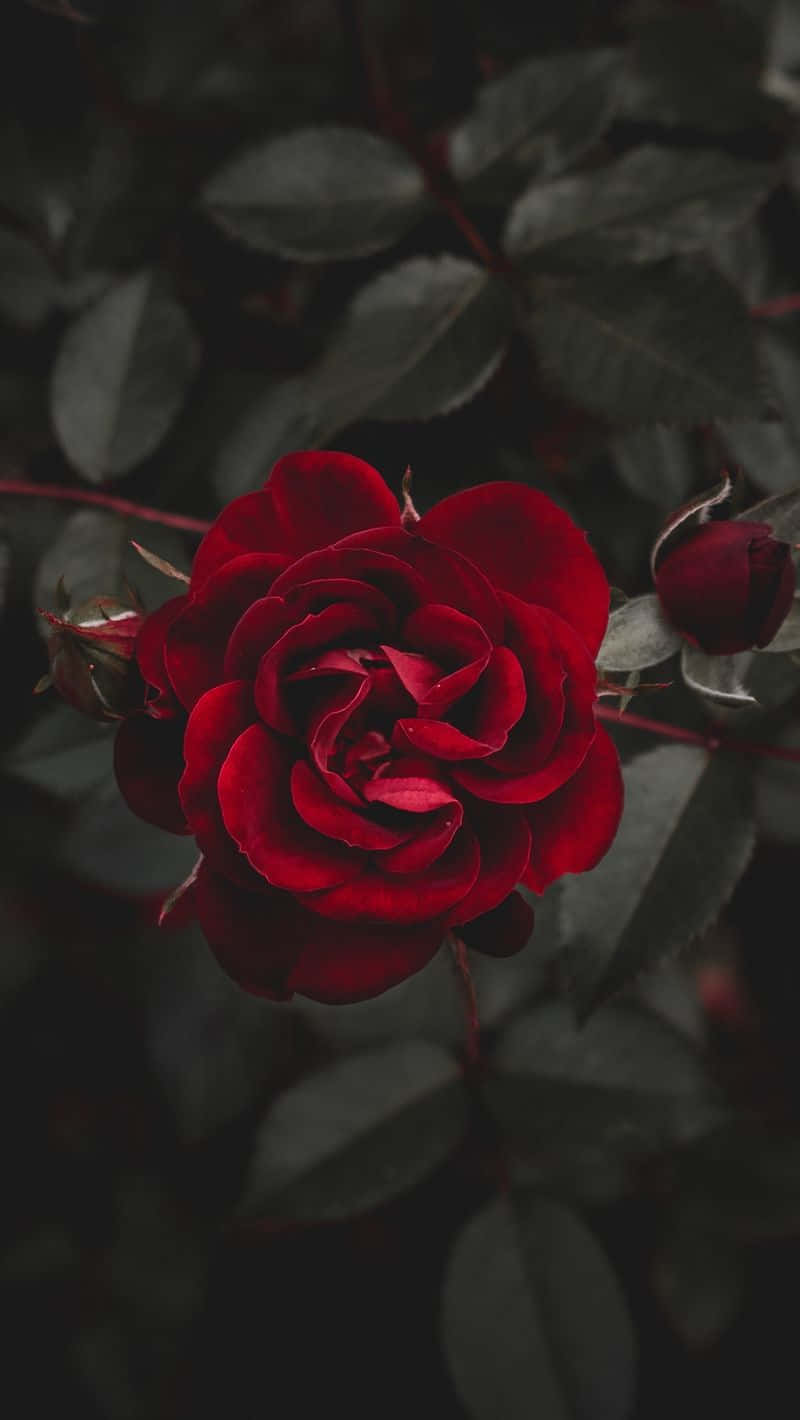 Roses 桌布 壁紙 — 一朵鮮豔的紅玫瑰在柔和焦點的深暗綠色葉子背景下盛開。
