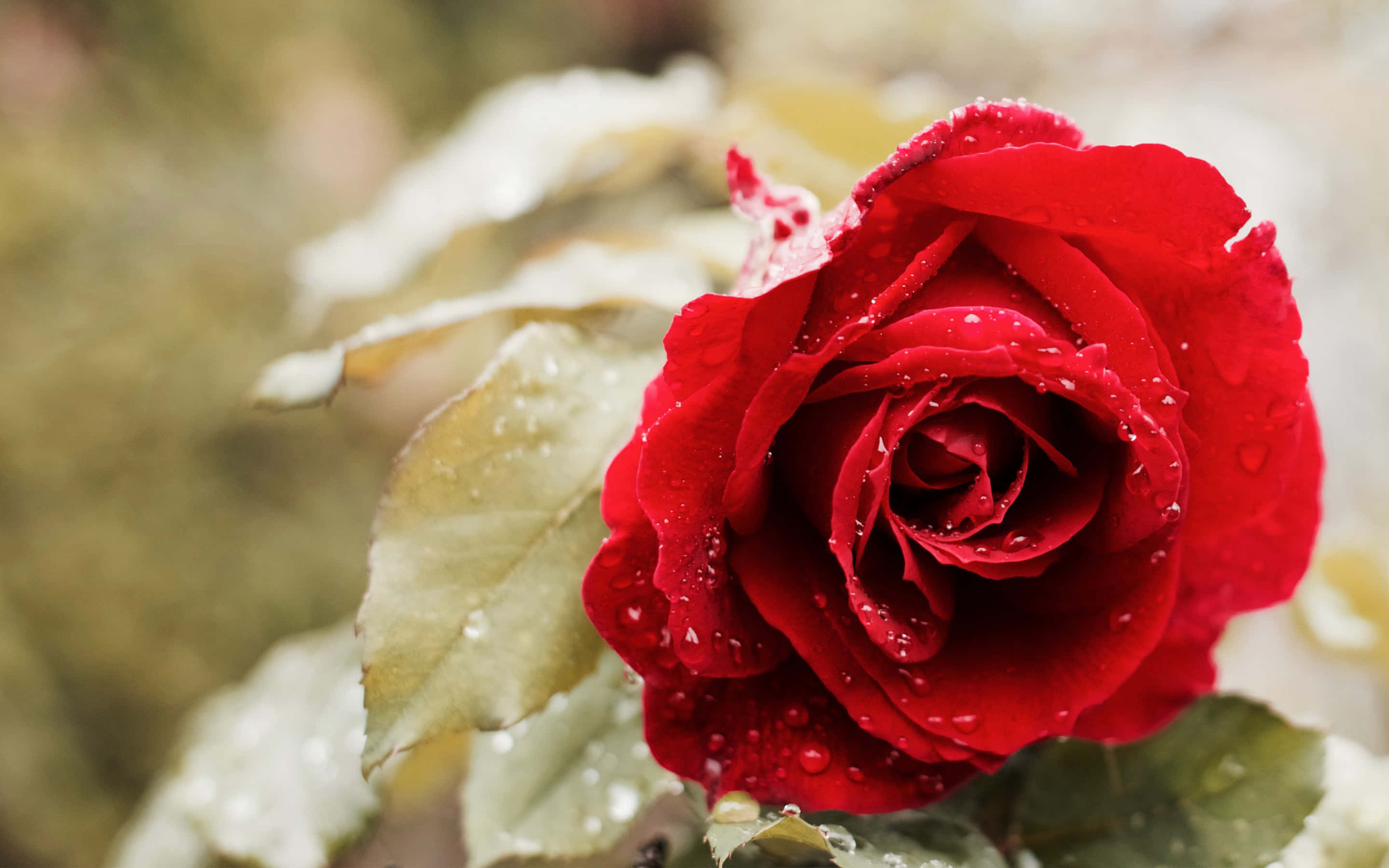 Beautiful Rose 桌布 壁紙 — 一朵鮮豔的紅玫瑰在柔和的模糊樹葉背景下閃爍著露珠的特寫鏡頭。